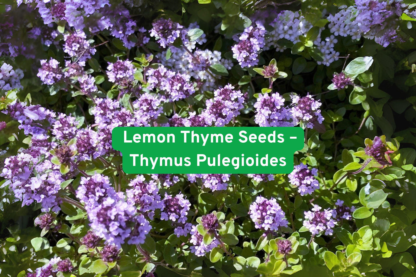 Lemon Thyme Seeds, Herb Garden, Culinary Herb, Medicinal Plant, Evergreen Herb, Fragrant Herb, Pollinator Friendly, Kitchen Herb, Perennial Plant, Light Purple Flowers, Indoor Outdoor Herb, Herb Seeds Pack, Aromatic Herb