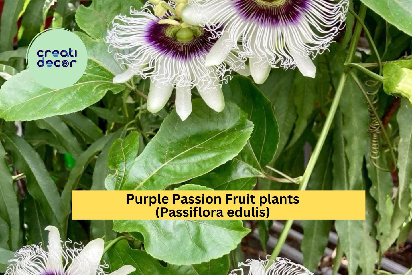 Purple Passion Fruit Plants | Set of 2 Passiflora edulis Live Vines | 10" Rooted Starters for Home Gardens