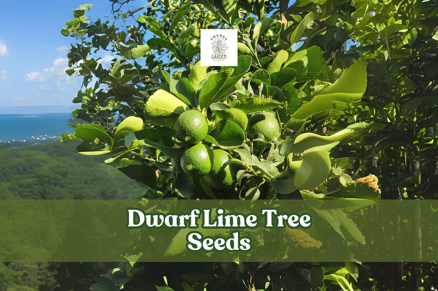 Dwarf Lime Tree Seeds Citrus aurantiifolia Bonsai & Patio Plant, 30+ Seeds for Container Growing