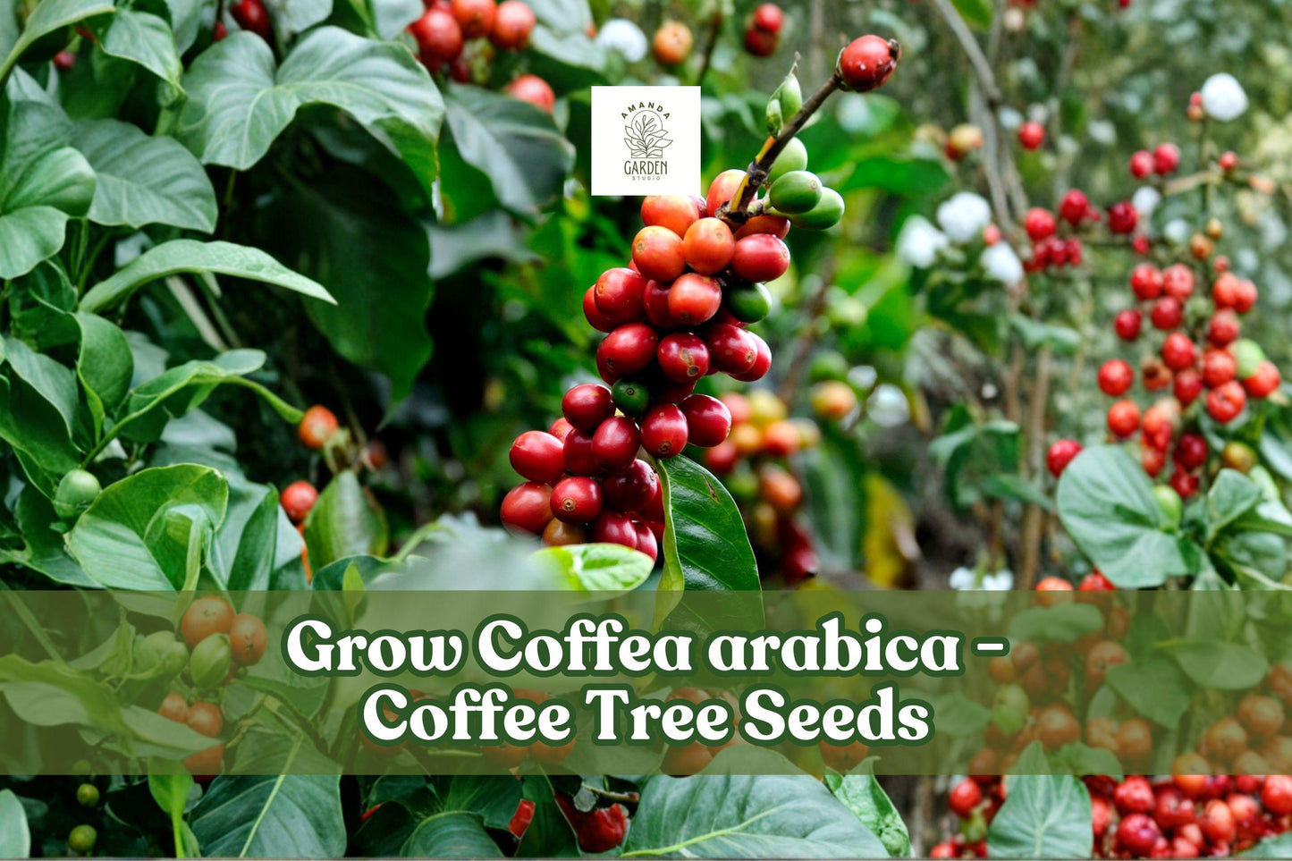 20 Coffea Arabica Seeds | Tropical Coffee Tree Plant for Indoor Bonsai & Outdoors | Evergreen Foliage, White Flowers