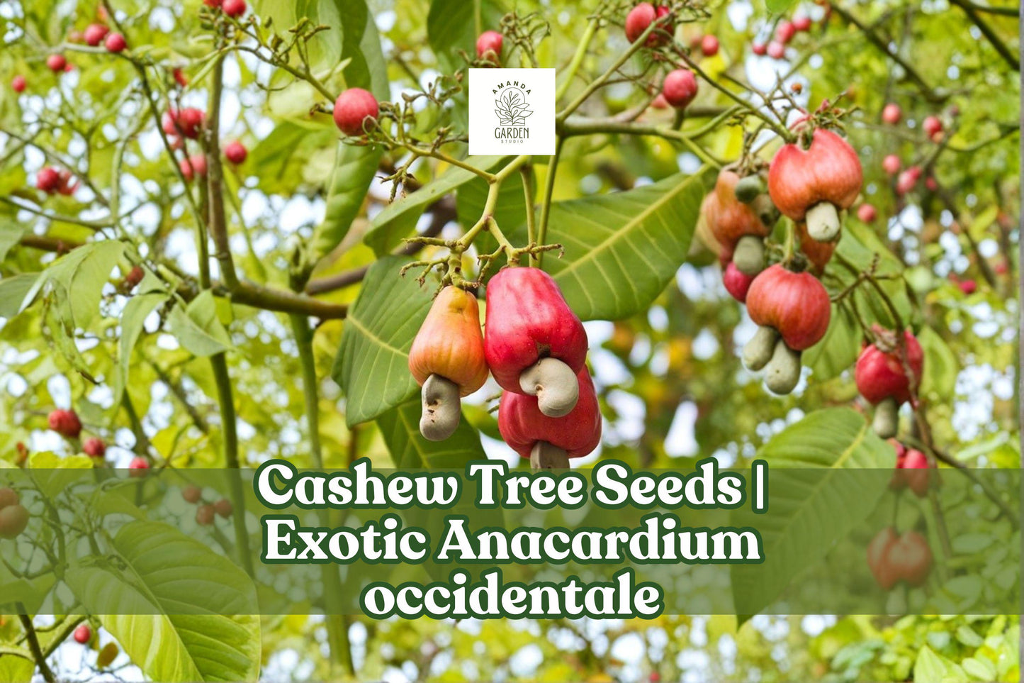 Exotic Cashew Tree Seeds – Tropical Bonsai Plant, Anacardium occidentale, Ornamental Evergreen, 6 Seeds