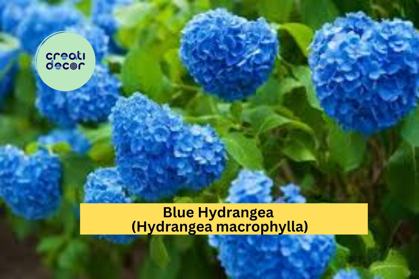 Blue Hydrangea Live Plant | 3–8 Inch Rooted Cutting | Hydrangea macrophylla Perennial Shrub for Garden & Landscape