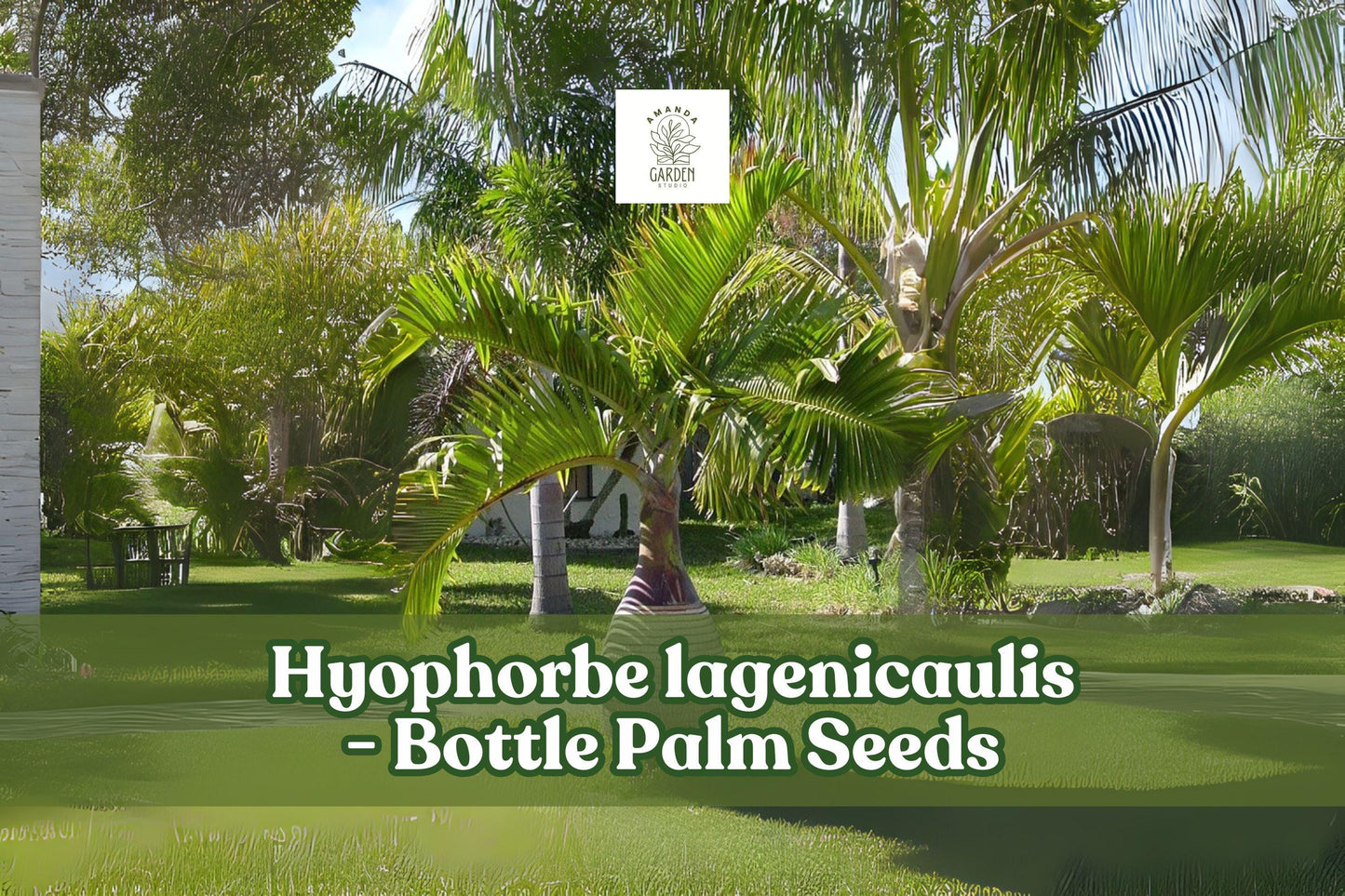 10 Bottle Palm Seeds Hyophorbe lagenicaulis Tropical Ornamental Palm for Indoor & Garden