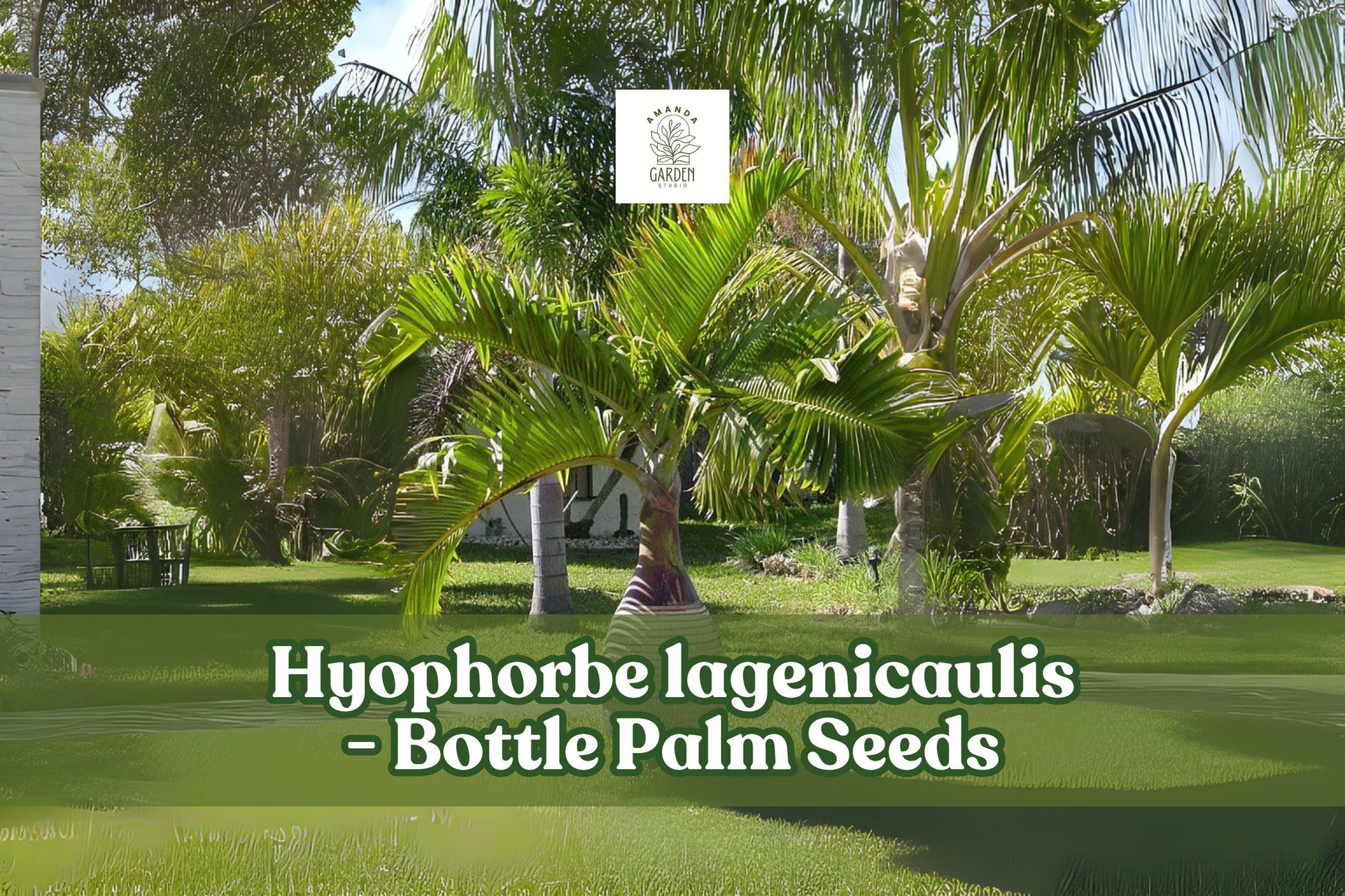 10 Bottle Palm Seeds Hyophorbe lagenicaulis Tropical Ornamental Palm for Indoor & Garden