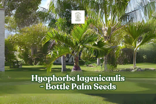 10 Bottle Palm Seeds Hyophorbe lagenicaulis Tropical Ornamental Palm for Indoor & Garden