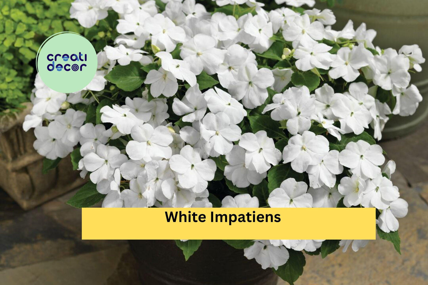 White Impatiens Plants | 6-Inch Rooted Starter | Impatiens walleriana Annual Flower for Shade Gardens & Containers