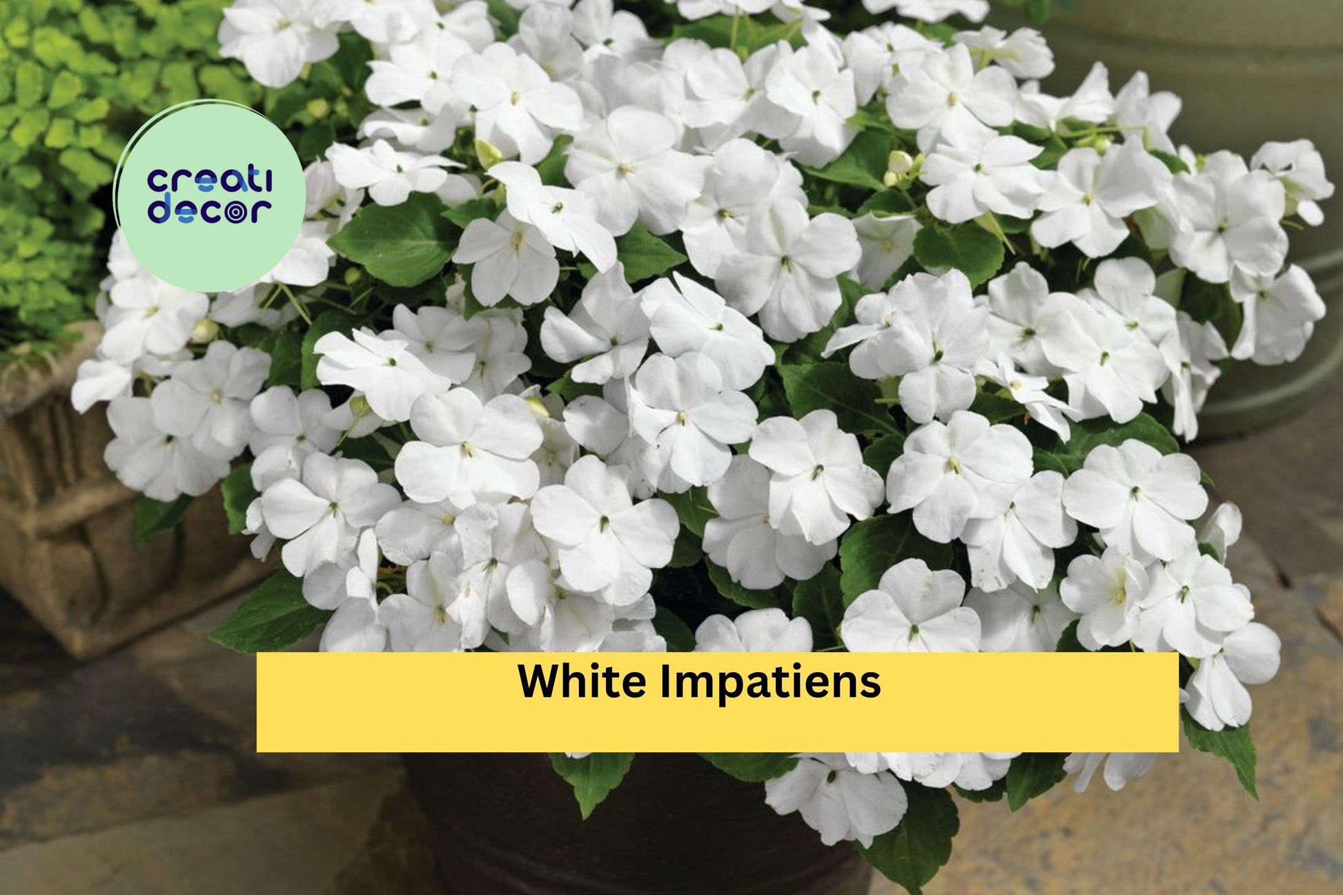 White Impatiens Plants | 6-Inch Rooted Starter | Impatiens walleriana Annual Flower for Shade Gardens & Containers