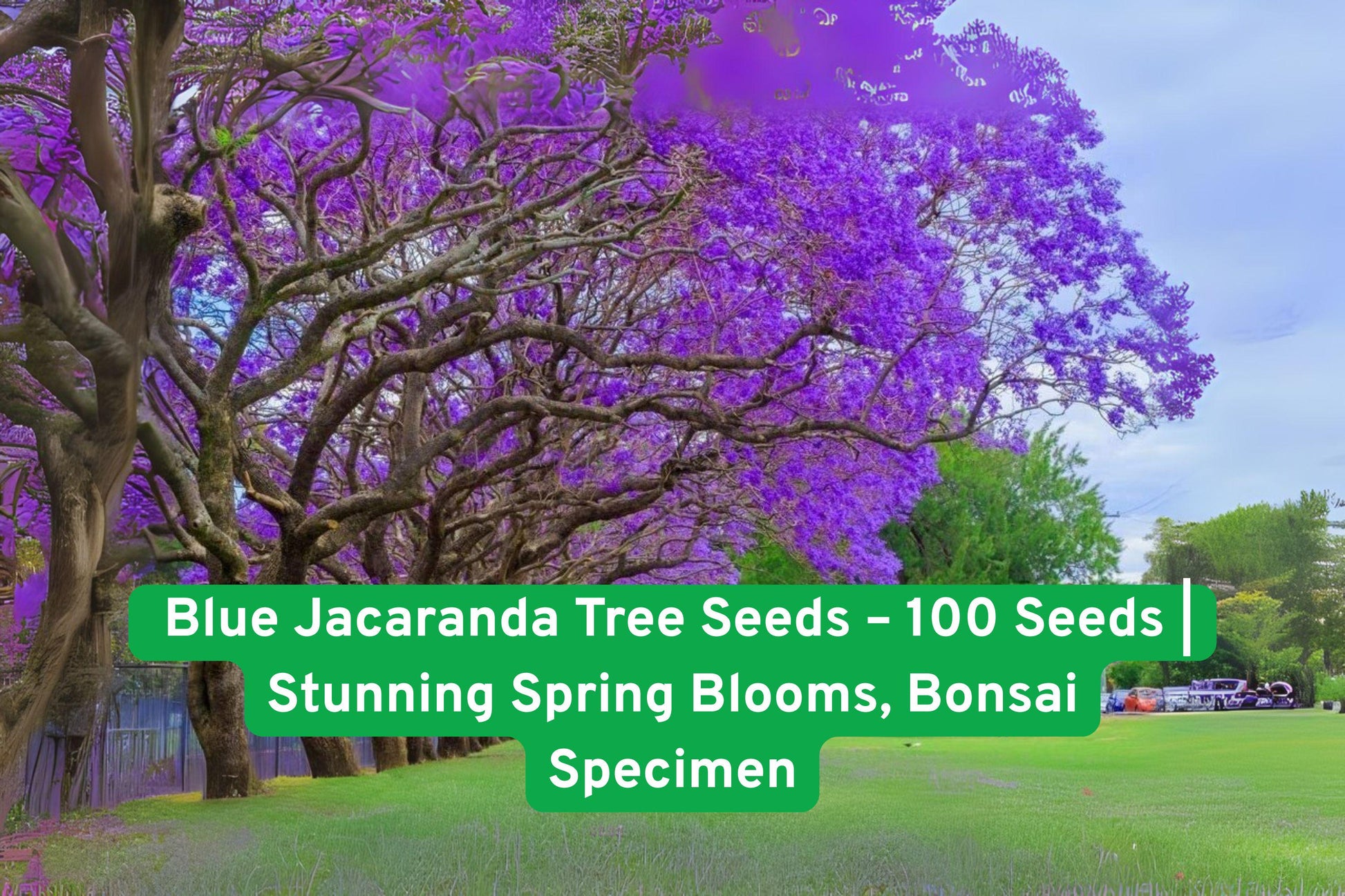 Blue Jacaranda Seeds, Bonsai Tree Seeds, Flowering Tree Seeds, Blue Purple Blooms, Subtropical Tree Seeds, Non-GMO Tree Seeds, Garden Tree Seeds, Landscape Tree Seeds, Indoor Bonsai Seeds, Fast Germination Seeds, South American Tree Seeds, Easy Grow Tree Seeds, Gift for Gardeners