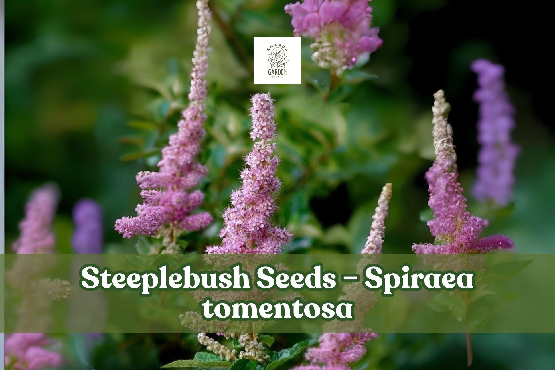 Steeplebush Seeds – 100 Spiraea tomentosa Native Pink Perennial for Rain Gardens & Meadows, Pollinator Friendly