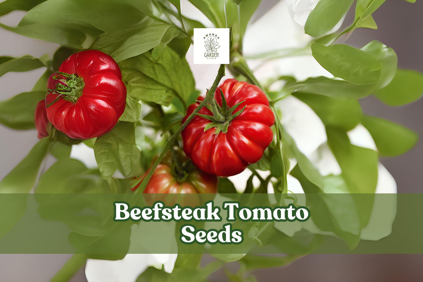 Beefsteak Tomato Seeds – 50 Non-GMO, Open-Pollinated, Heavy Producer, Large Slicers, Solanum lycopersicum