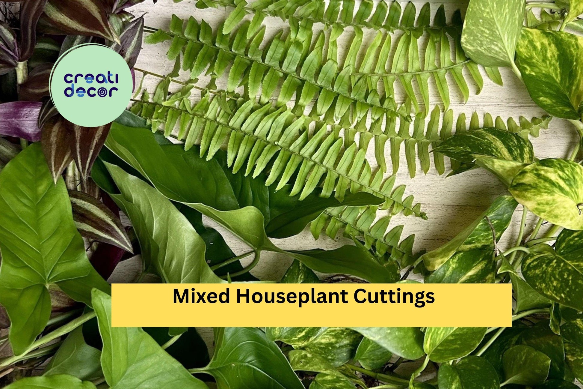 Mixed Indoor Houseplant Cuttings Pack | 20 Rooted Foliage Plants for Propagation & Home Growing