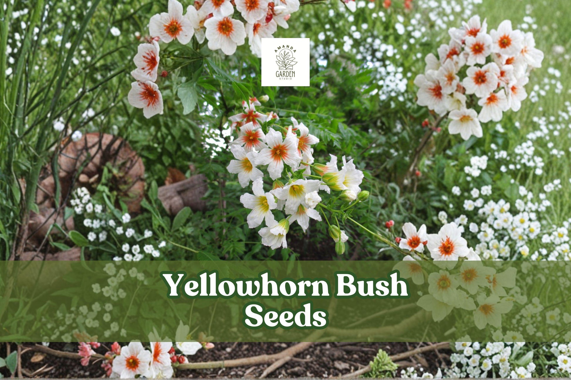 Yellowhorn Tree Seeds | Xanthoceras sorbifolium | Ornamental Flowering Shrub with White & Red Flowers, Edible Nuts, Drought Tolerant