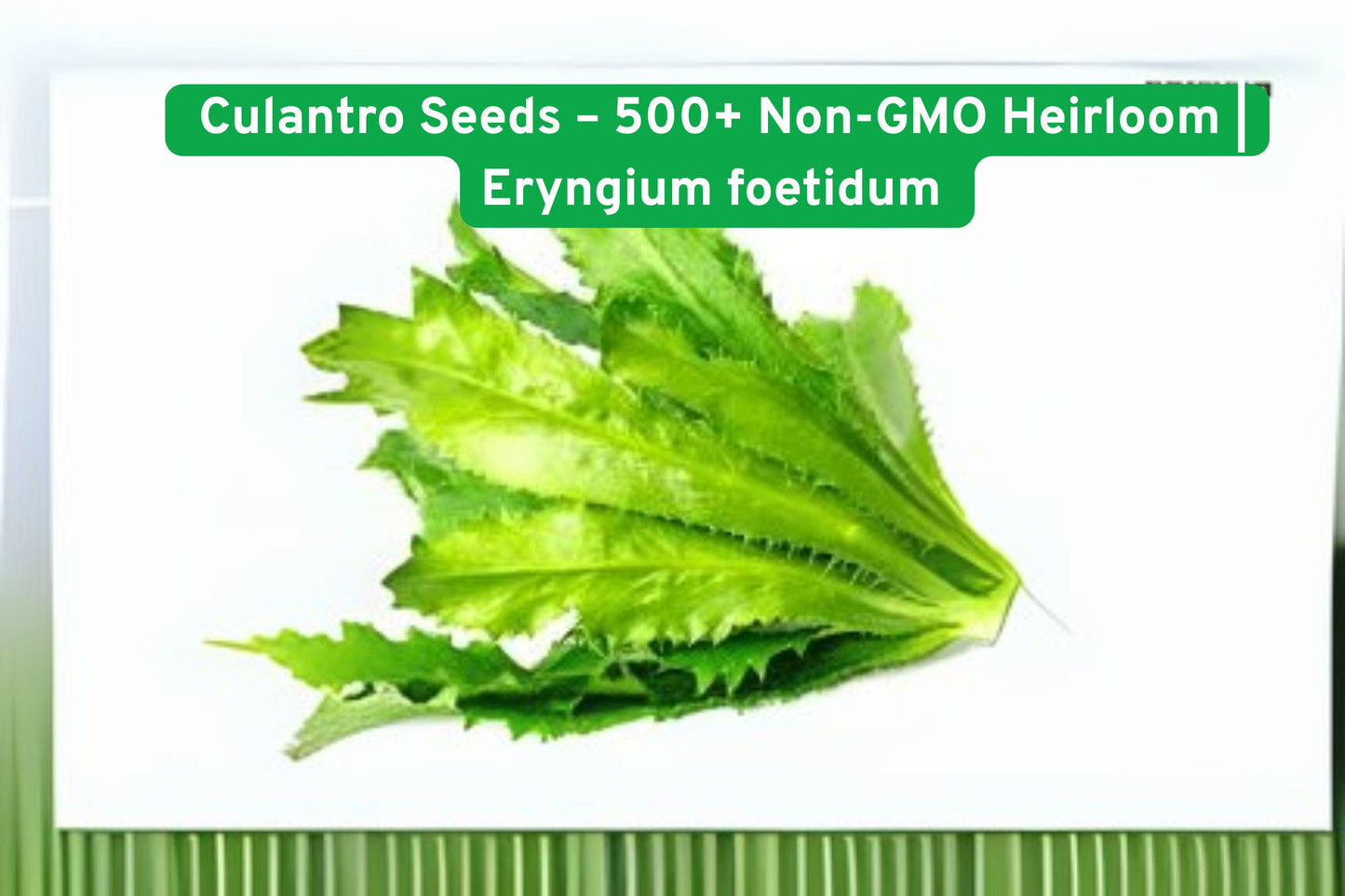 culantro seeds, Mexican coriander seeds, heirloom herb seeds, non-GMO herb seeds, warm season herb, cilantro flavor seeds, culinary herb seeds, container herb seeds, tropical herb seeds, Eryngium foetidum seeds, Caribbean herb seeds, Vietnamese cooking herbs, outdoor garden seeds