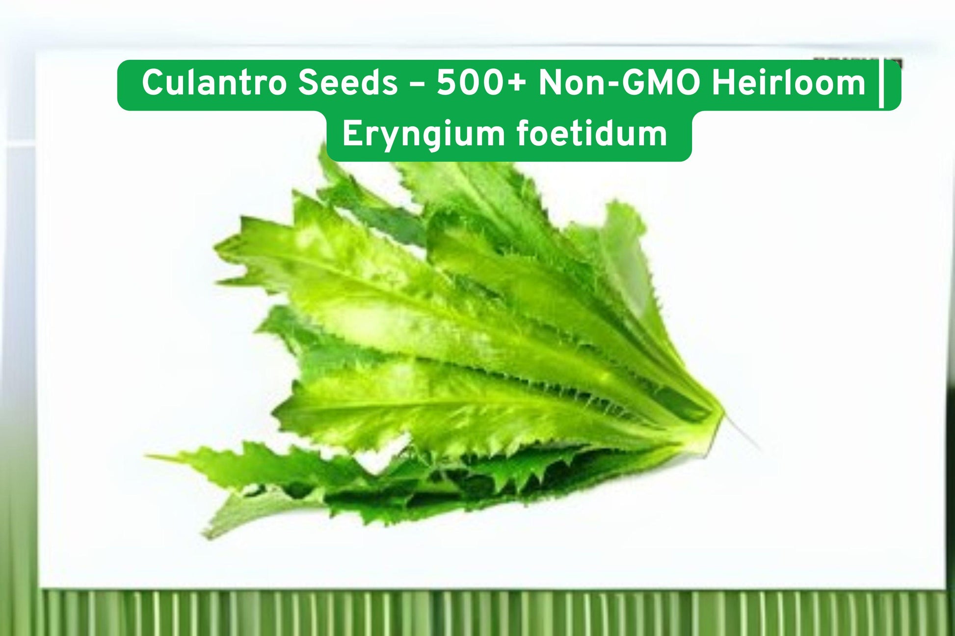 culantro seeds, Mexican coriander seeds, heirloom herb seeds, non-GMO herb seeds, warm season herb, cilantro flavor seeds, culinary herb seeds, container herb seeds, tropical herb seeds, Eryngium foetidum seeds, Caribbean herb seeds, Vietnamese cooking herbs, outdoor garden seeds