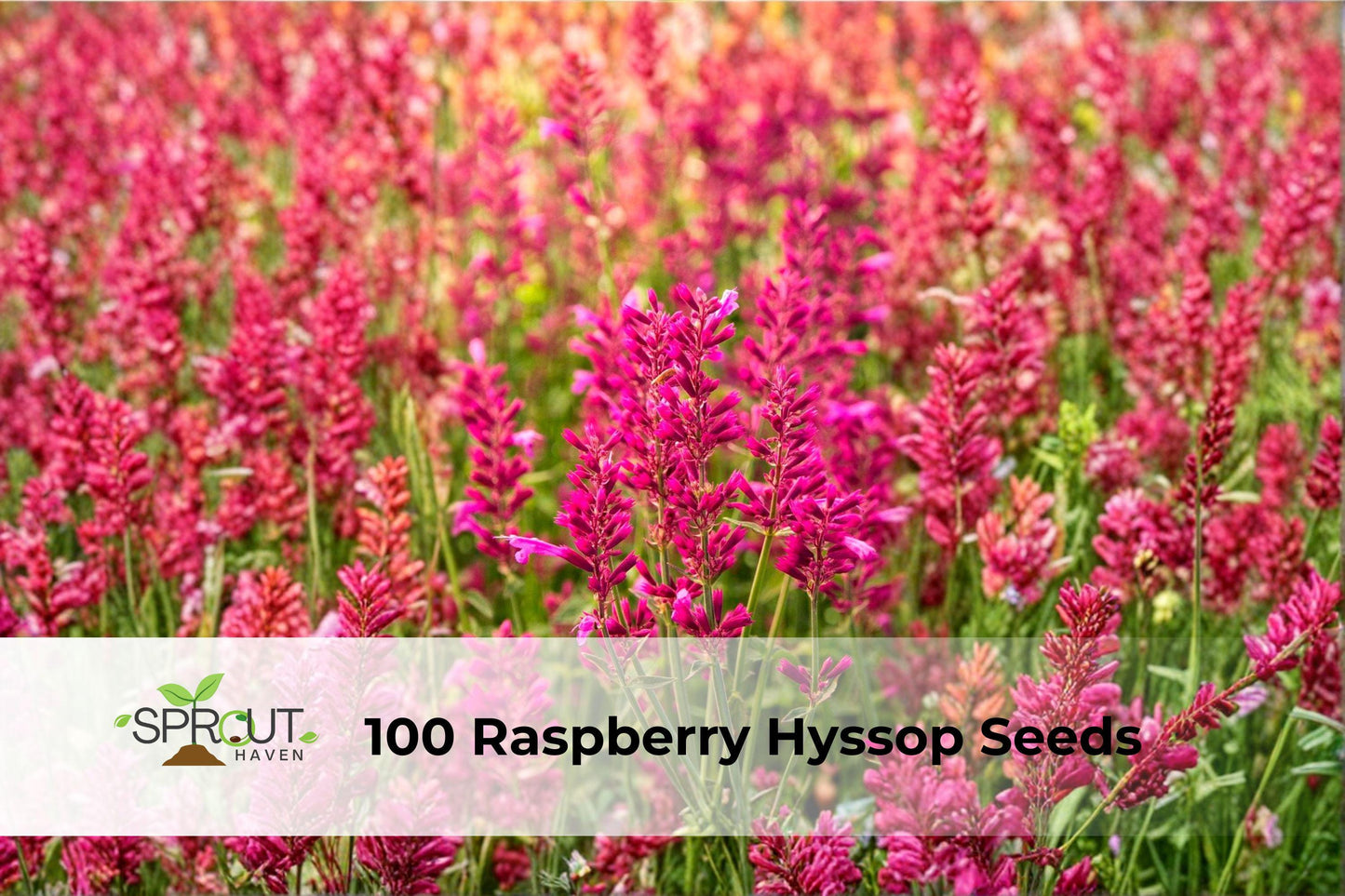 100 Raspberry Hyssop Seeds - Agastache foeniculum Perennial Flowering Herb for Pollinators, Drought Tolerant, Full Sun, Cottage Garden