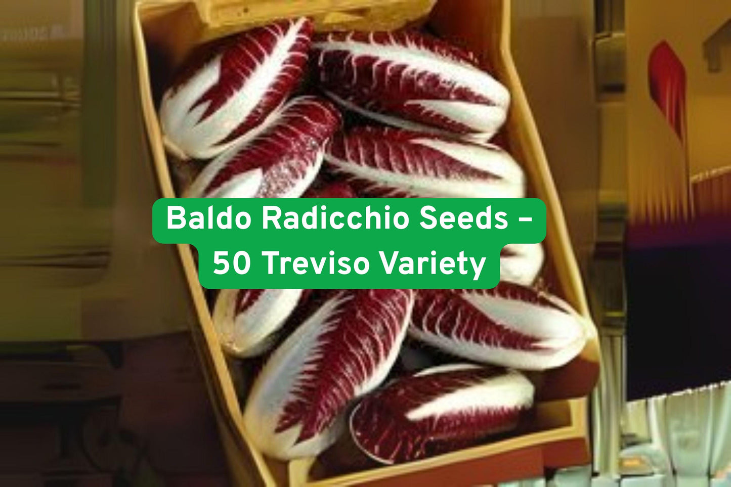 Radicchio Seeds, Treviso Radicchio, Cold-Tolerant Vegetables, Gourmet Salad Greens, Non-GMO Seeds, Fall Planting Seeds, Red Leaf Radicchio, Heirloom Vegetable Seeds, Organic Radicchio Seeds, Italian Cuisine Ingredients, Compact Vegetable Seeds, Edible Leaf Plants, Cold Hardy Garden Seeds