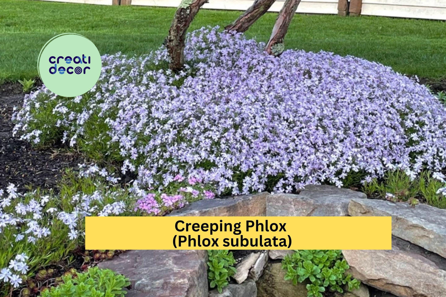 6 Creeping Phlox Live Plants | Lavender Perennial Groundcover | Phlox subulata Bare Root Starter Plants for Landscaping