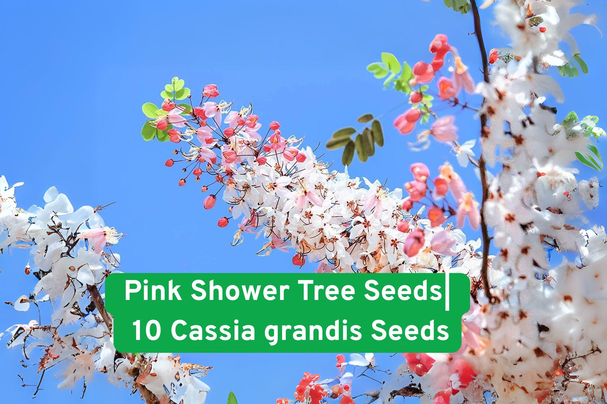 pink shower tree seeds, cassia grandis seeds, tropical flowering tree, pink bloom seeds, ornamental garden tree, fast-growing shade tree, non-GMO plant seeds, tropical landscape plant, pink flower seeds, warm climate tree, exotic seed pods, spring planting seeds, Iowa shipped seeds