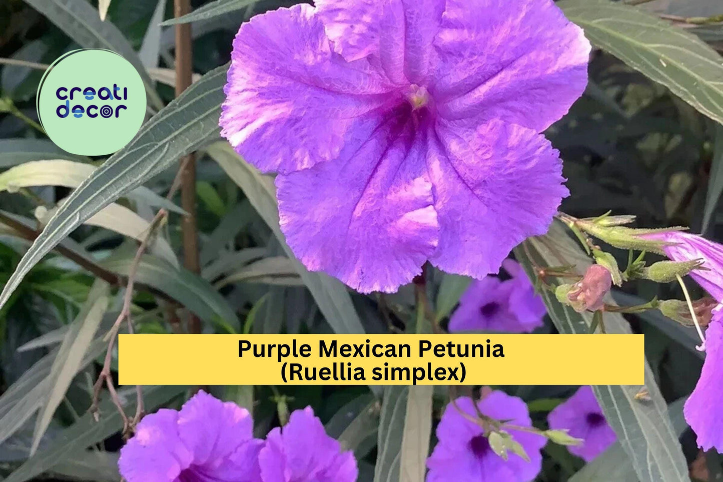 Purple Mexican Petunia Plants Set of 5 | Ruellia simplex Flowering Perennials for Borders & Pollinator Gardens