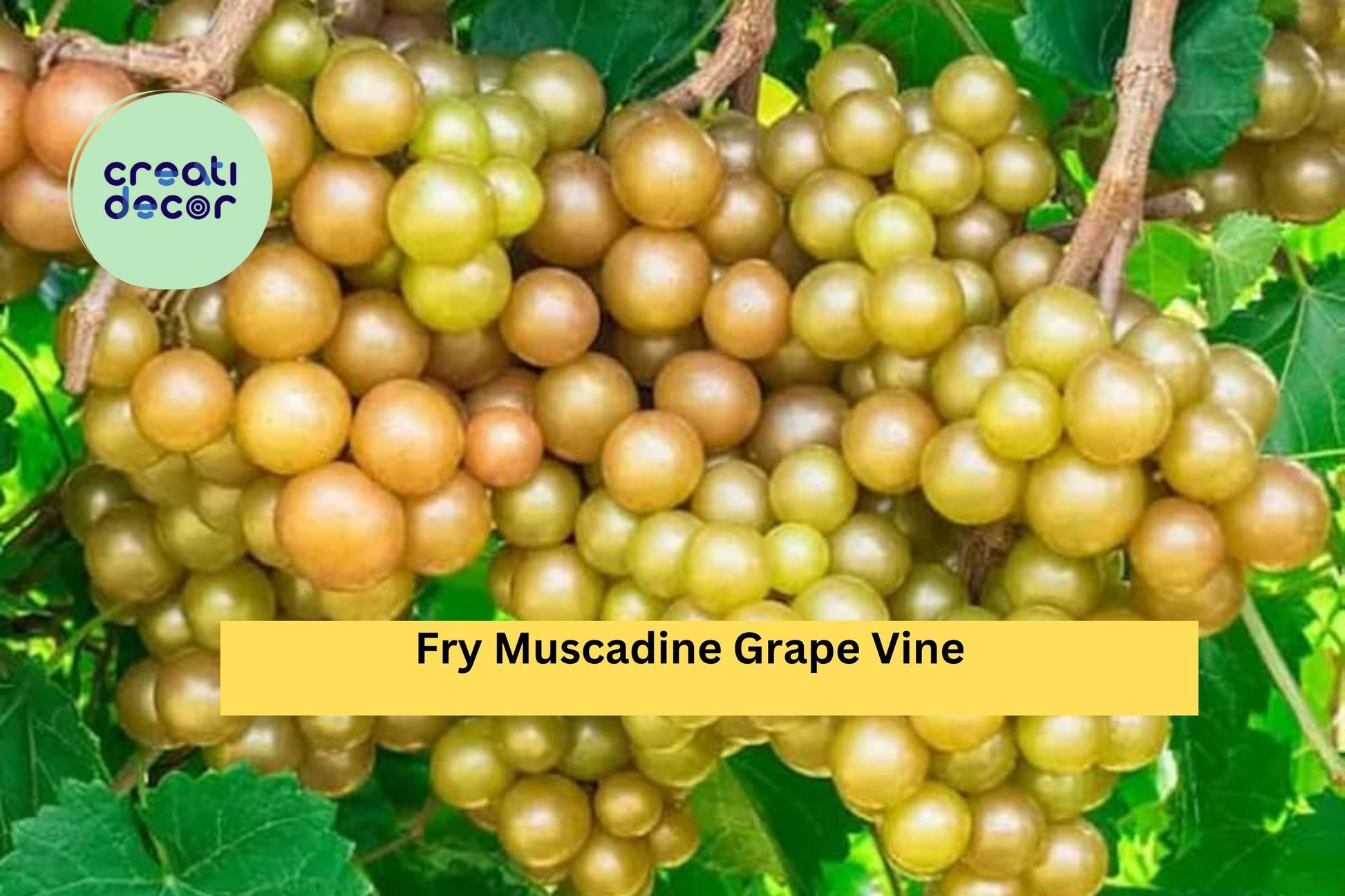 Fry Muscadine Grape Vine Bare Root Plant | Vitis rotundifolia ‘Fry’ | Hardy Fruit Vine for Garden, Vineyard, or Arbor