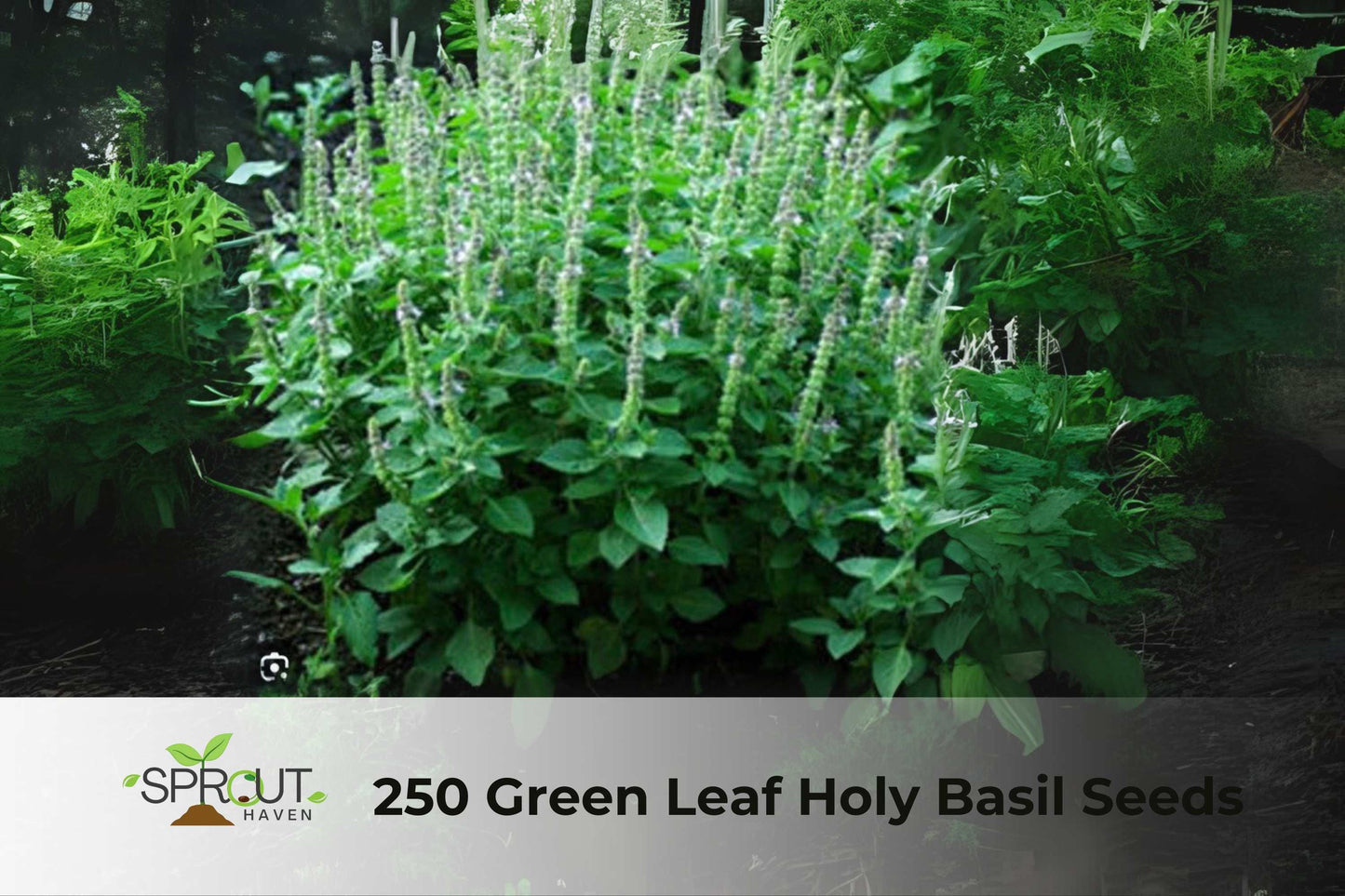 250 Green Leaf Holy Basil Seeds | Ocimum sanctum Rama Tulsi Non-GMO Culinary Herb for Cooking & Teas
