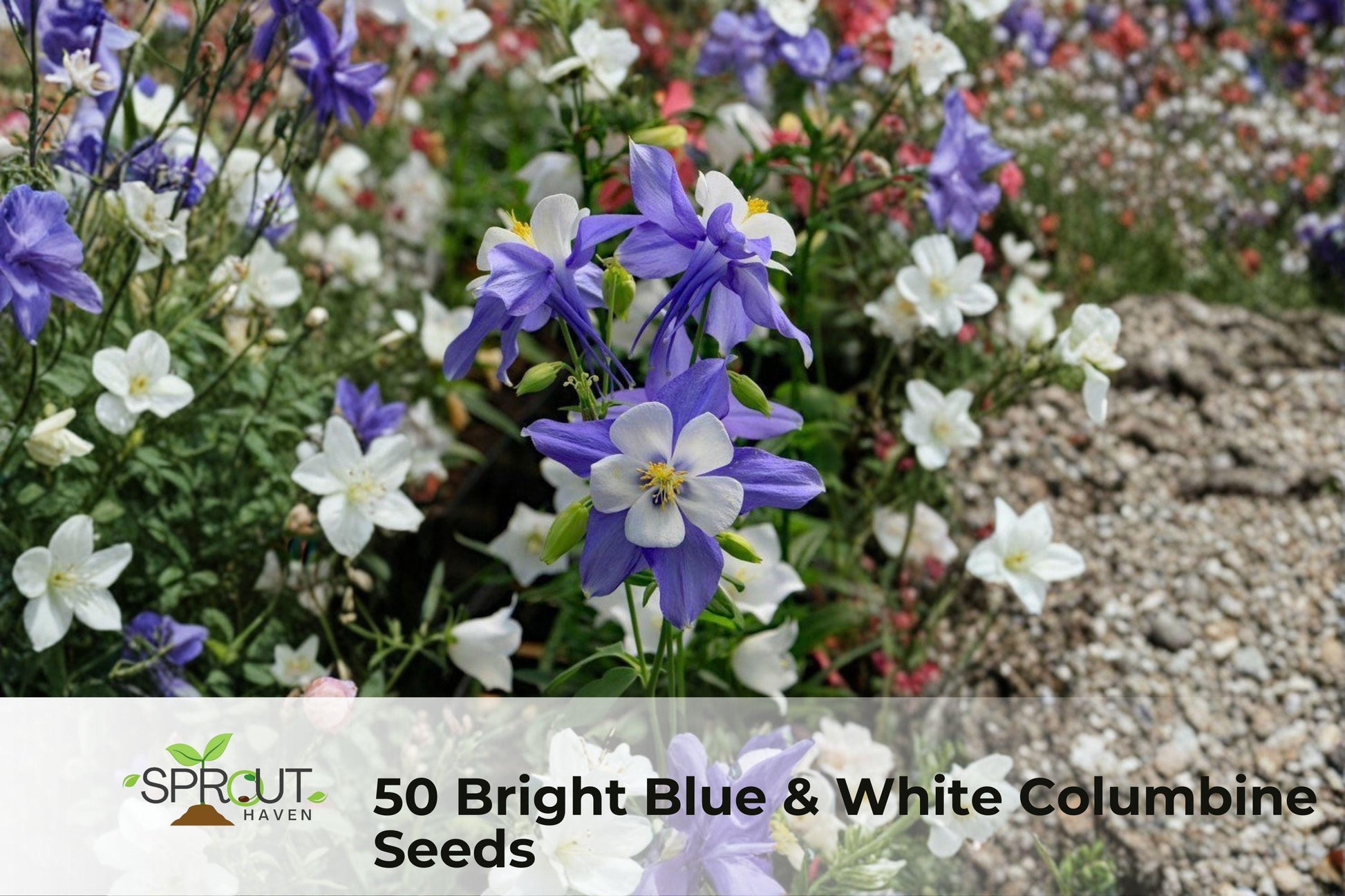 Blue & White Columbine Seeds – Perennial Aquilegia Flower Seeds for Borders, Rock Gardens & Pollinator Attraction