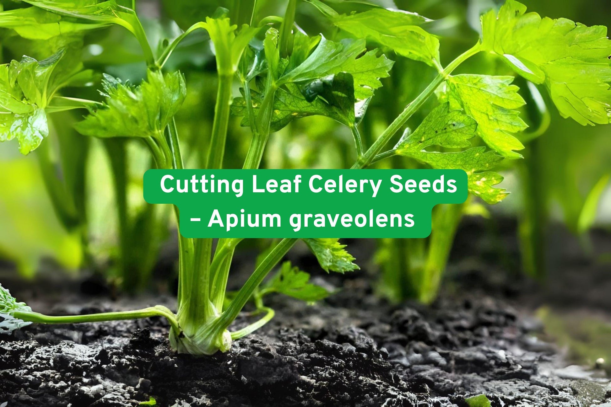 heirloom celery seeds, leaf celery herb, soup celery seeds, green cutting celery, container gardening seeds, aromatic herb seeds, seasoning herb seeds, small garden seeds, versatile herb seeds, fast-growing celery, organic celery seeds, culinary herb seeds, herb garden starter