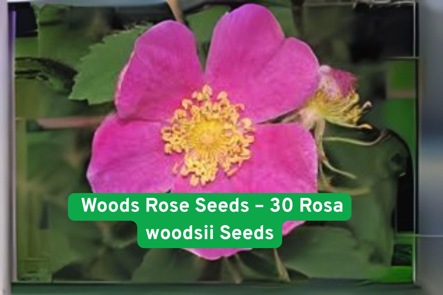 wild rose seeds, Rosa woodsii plant, native North American rose, fragrant pink rose, drought tolerant shrub, wildlife attracting plant, naturalized garden plant, pink flowering shrub, bird friendly rose, hardy wild rose, seed for landscaping, non-GMO rose seeds