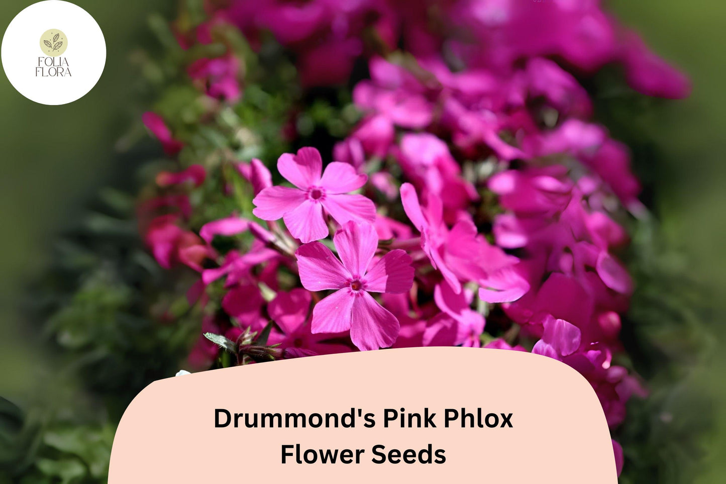Drummond’s Pink Phlox Seeds | Bright Pink Annual Flower for Gardens, Borders & Containers | Phlox drummondii