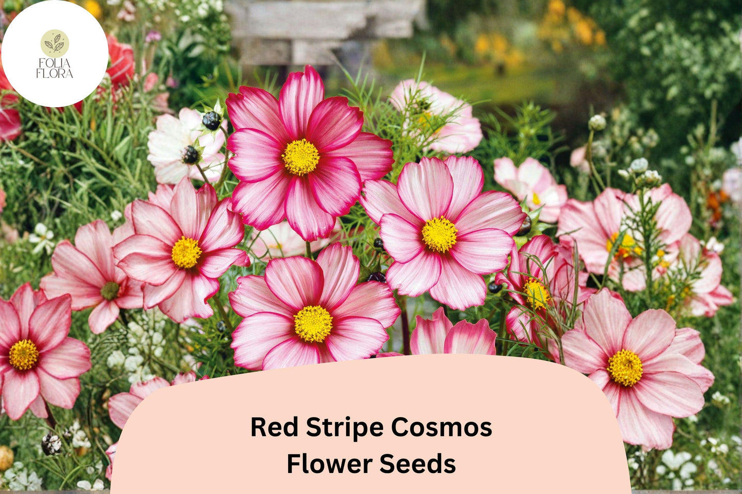 Red Stripe Cosmos Seeds | 200+ White & Red Striped Annual Flowers | Cosmos bipinnatus for Garden, Borders & Cut Flowers