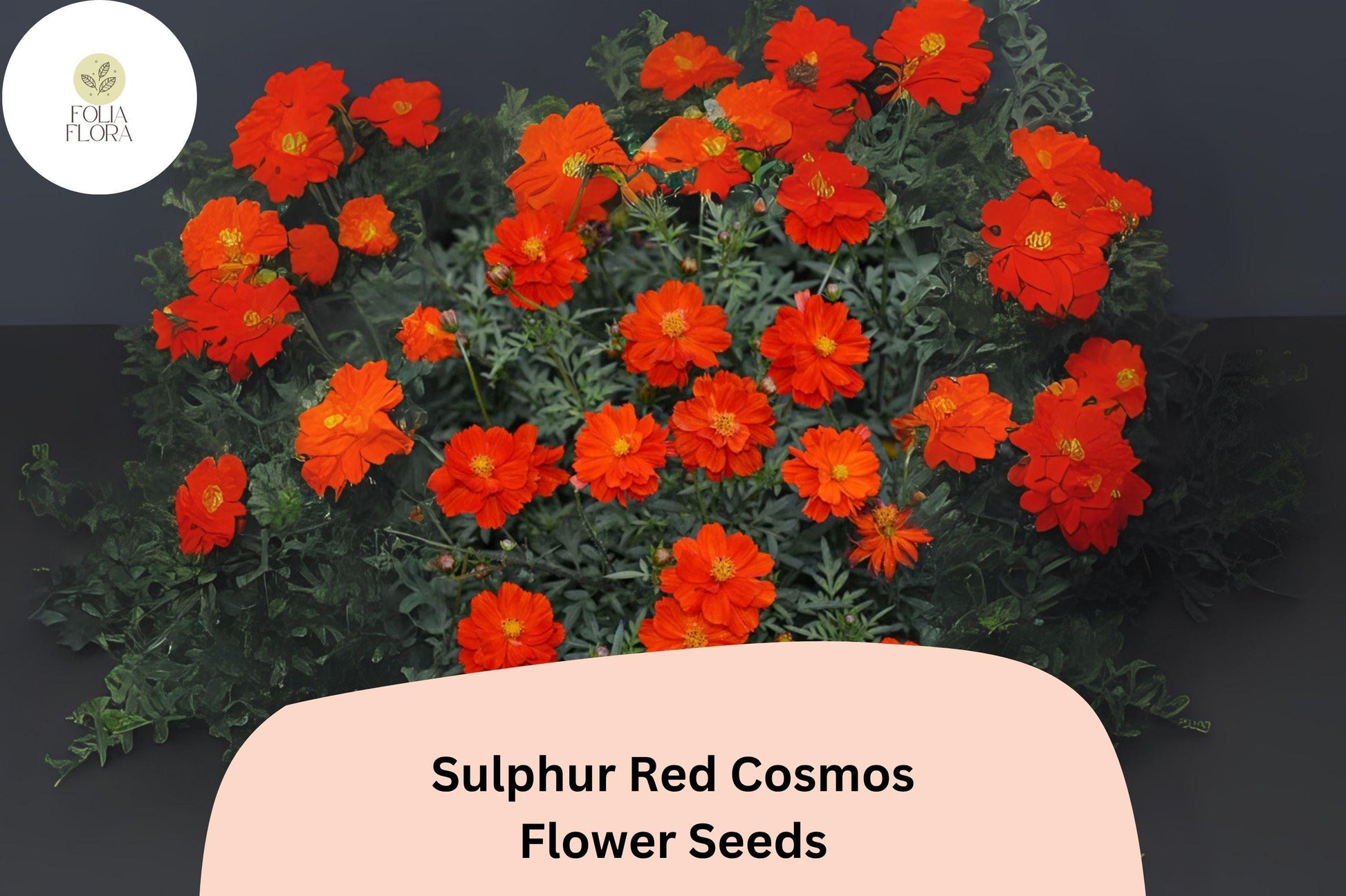 Sulphur Red Cosmos Seeds | Bright Red-Orange Flowers | Pollinator-Friendly Annual Cosmos sulphureus | 200+ Seeds
