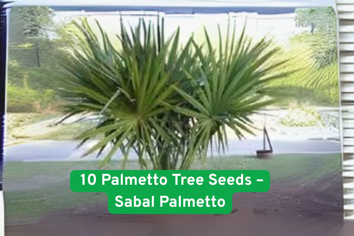 sabal palmetto seeds, tropical palm seeds, coastal landscaping plants, easy grow palm seeds, drought-tolerant palm, evergreen palm seeds, resort garden palms, DIY palm tree kit, sandy soil palm seeds, low maintenance palms, tropical yard decor, palm tree gift set, native Florida palms