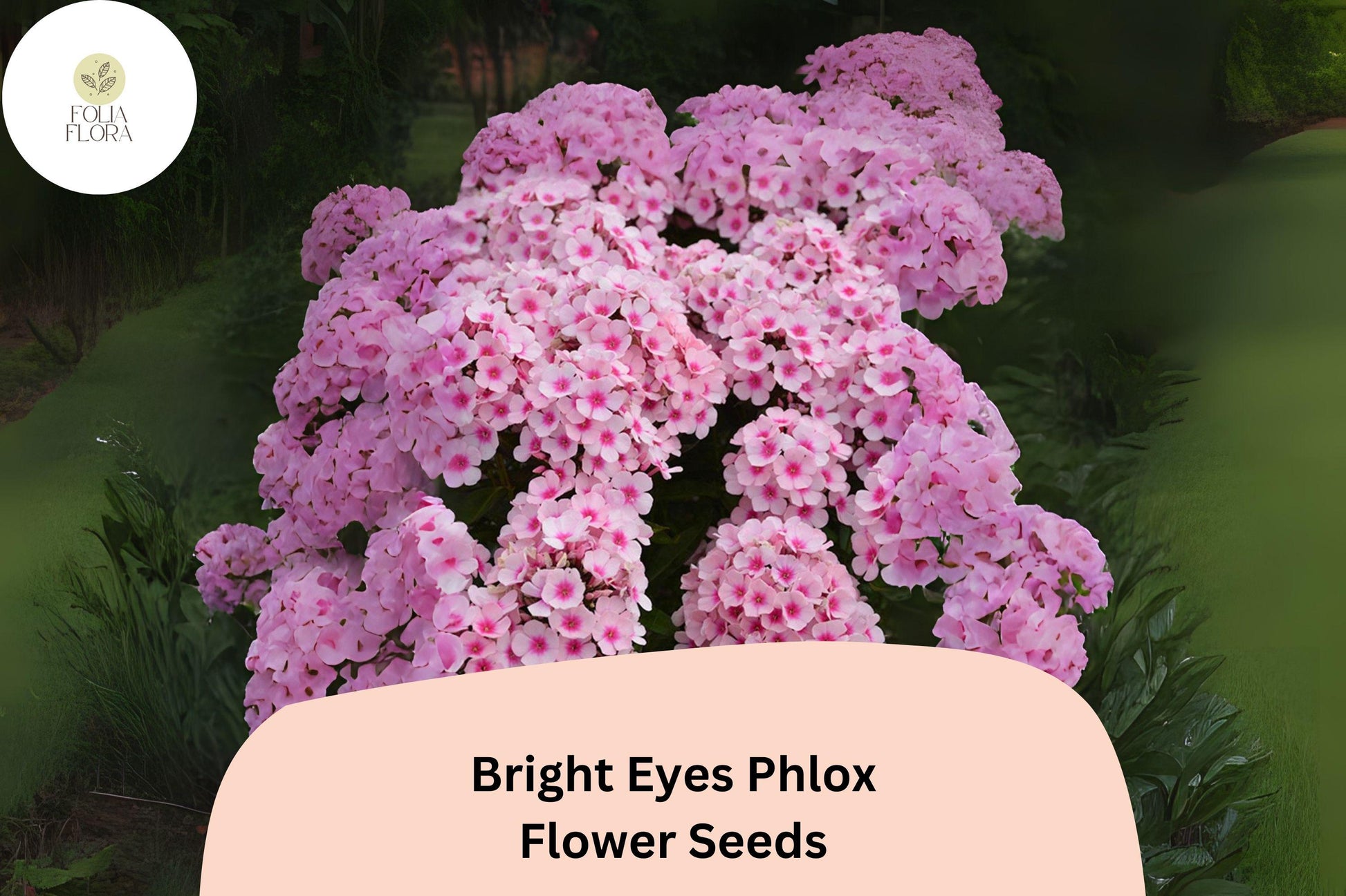 Bright Eyes Phlox Seeds | Pink & Rose Annual Flower | Phlox drummondii | Easy-to-Grow, Pollinator-Friendly, Bright Blooms