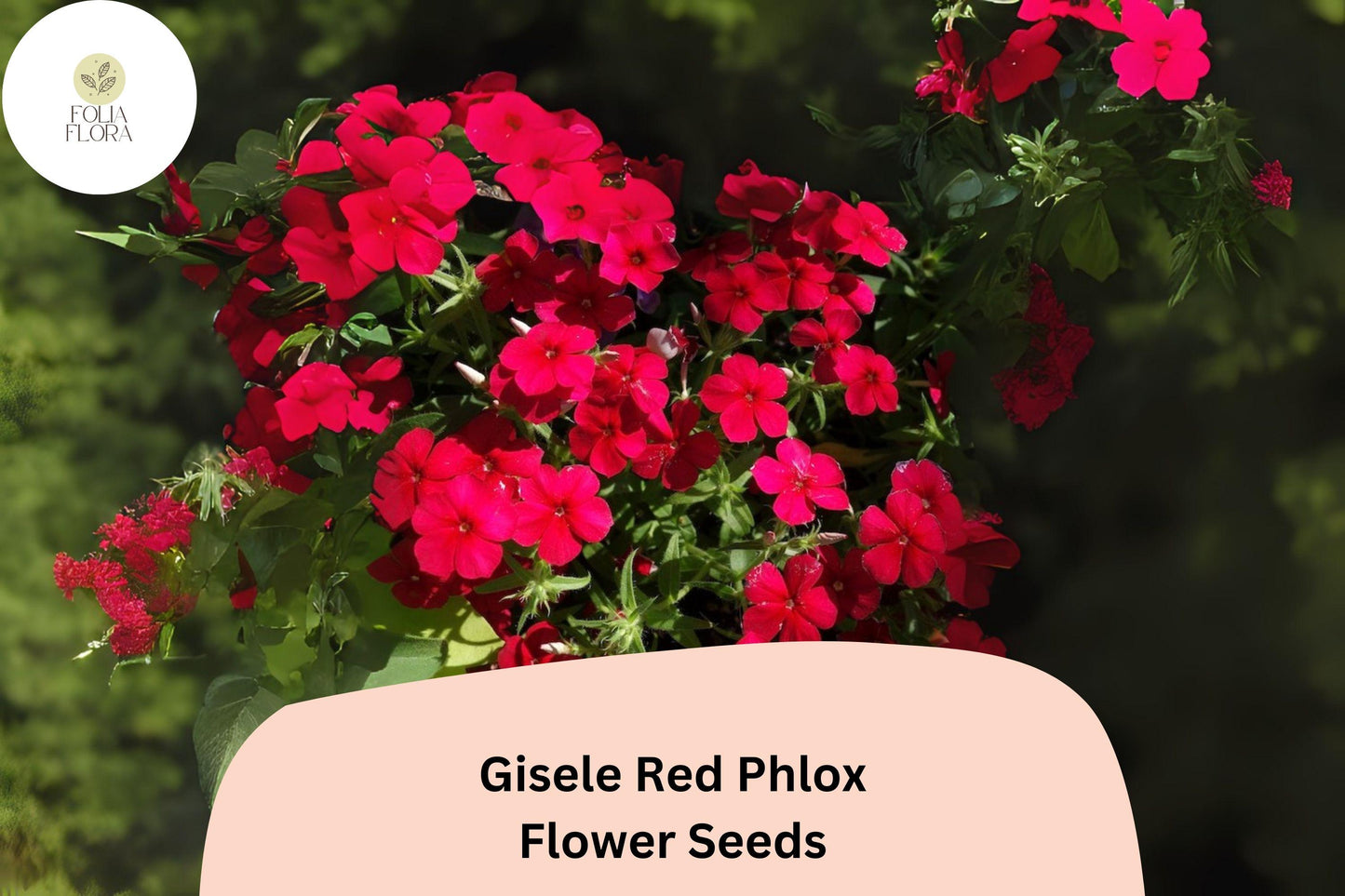 Gisele Red Phlox Seeds | Scarlet Annual Flower for Borders & Containers | Phlox drummondii (100+ Seeds)