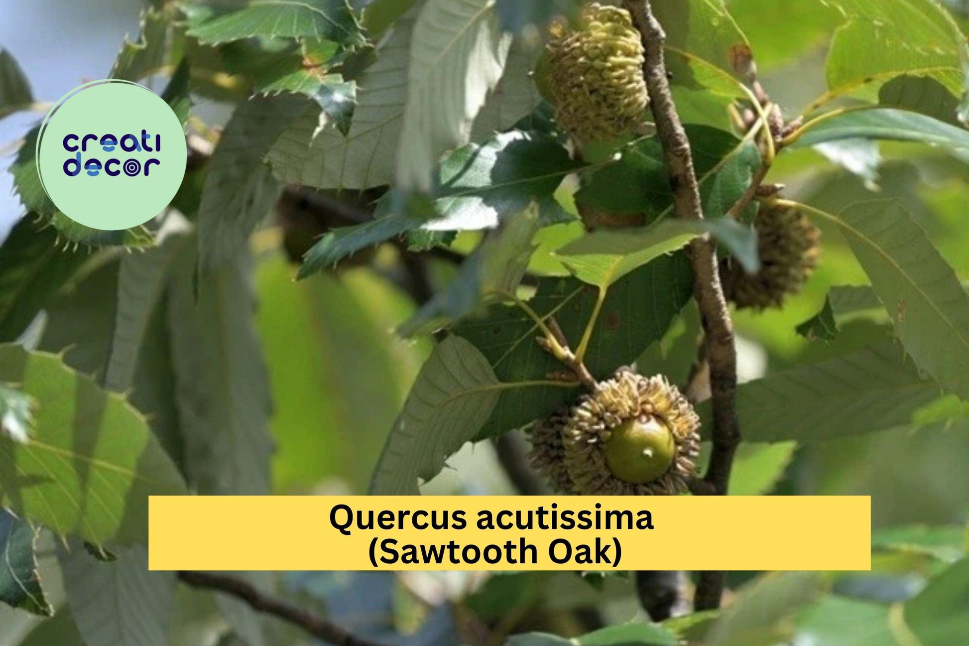 Sawtooth Oak Tree – Quercus acutissima – 1-Year Live Plant, Hardy Shade Tree, Wildlife Habitat, 13"+ Tall