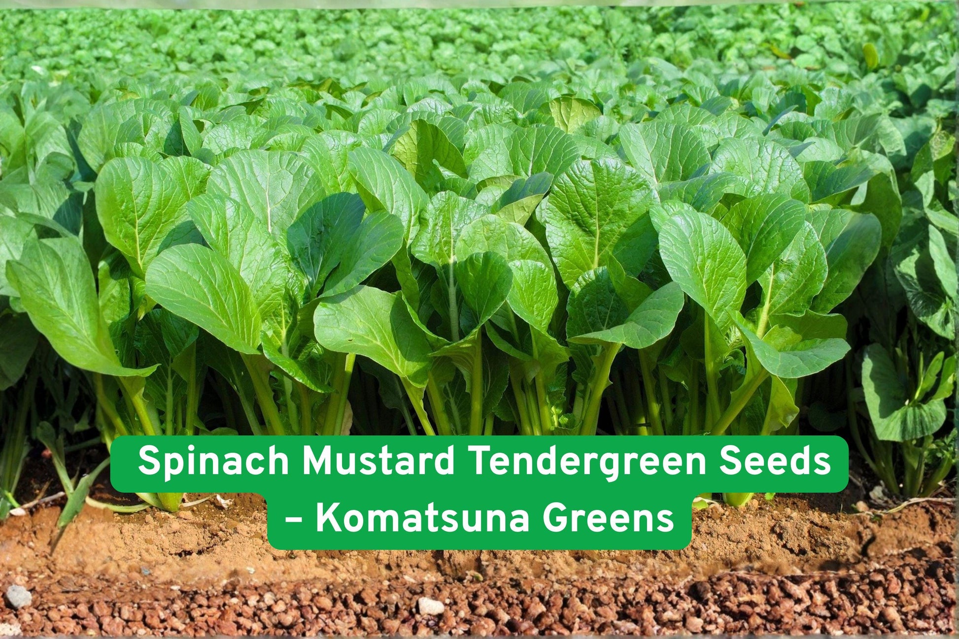 Komatsuna seeds, leafy green seeds, salad greens seeds, stir-fry vegetable seeds, mustard green seeds, spinach mustard seeds, tendergreen greens, fast-growing vegetable seeds, container garden seeds, pollinator-friendly seeds, annual vegetable seeds, nutrient-rich greens seeds, backyard garden seeds