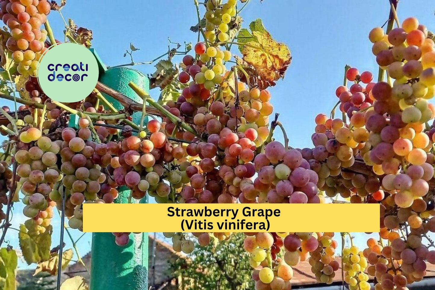 Strawberry Grape Vine Cuttings | 10 Fresh Hardwood Vines | Vitis vinifera Fruit for Home Vineyard & Rooting