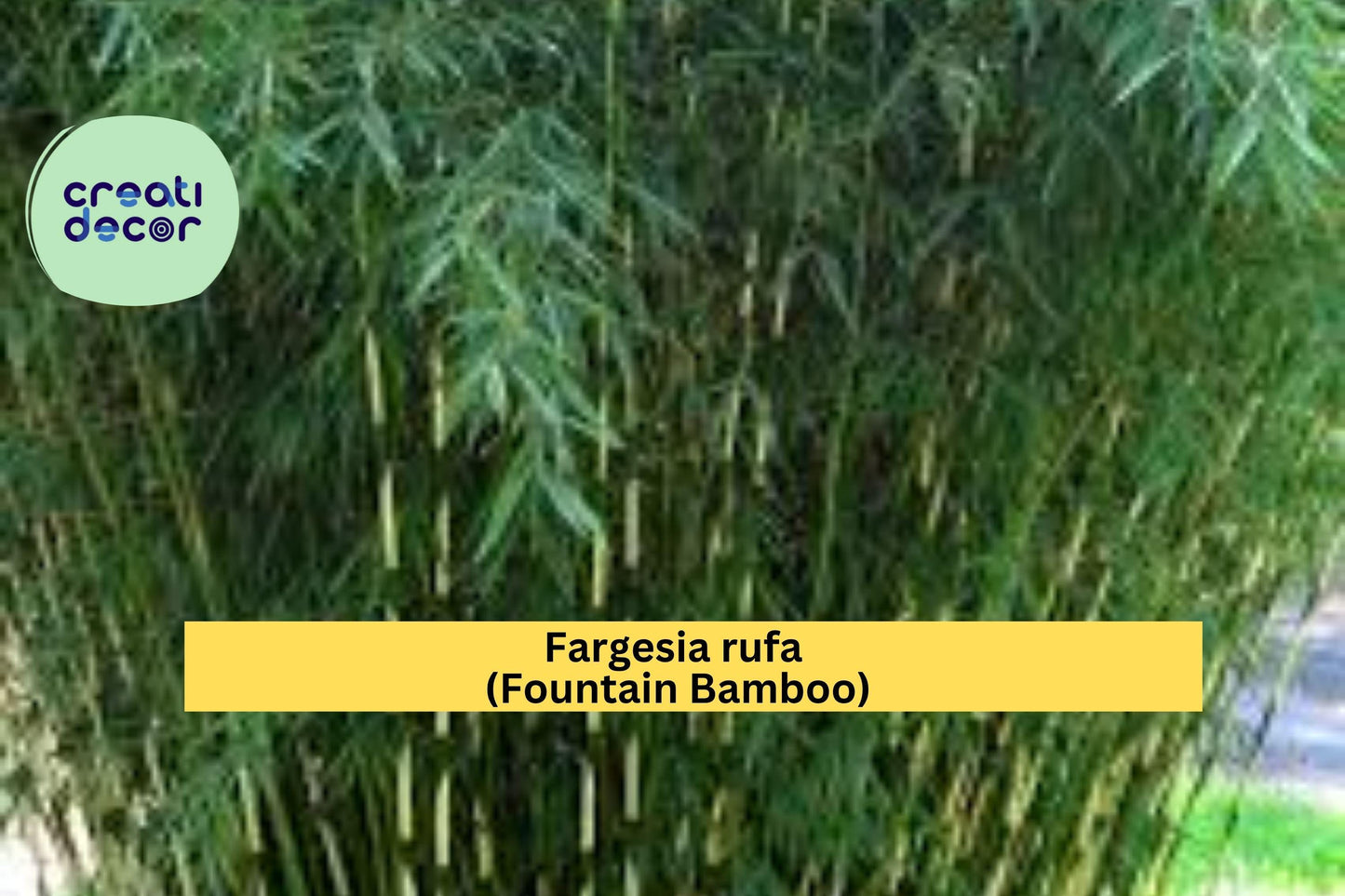 Fountain Bamboo Live Rooted Clumping Plant – Fargesia rufa – Cold Hardy Ornamental Grass for Privacy & Borders