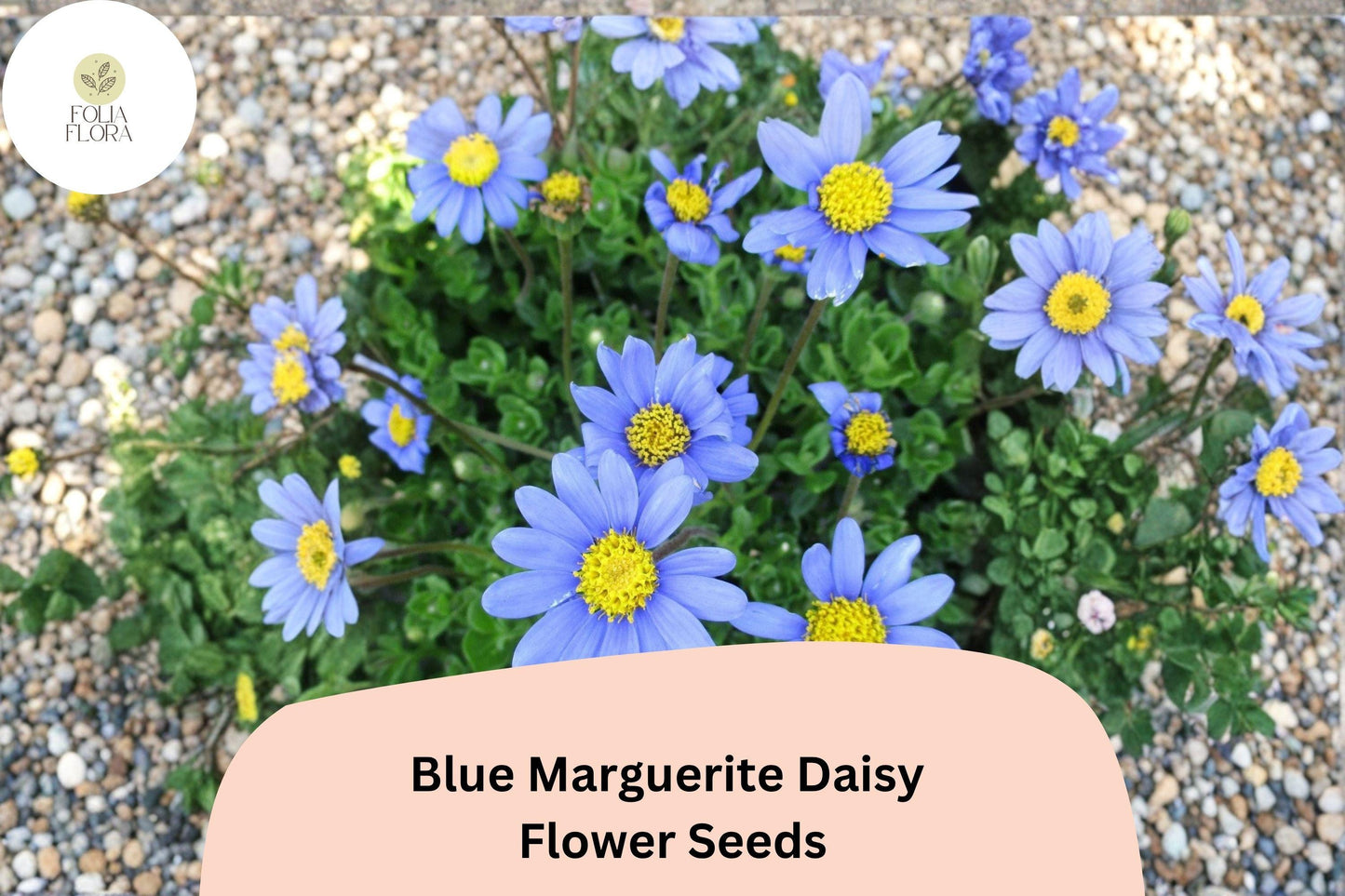 Blue Marguerite Daisy Seeds | Felicia amelloides | Sky Blue Petals with Yellow Centers | Perennial for Garden, Border & Container