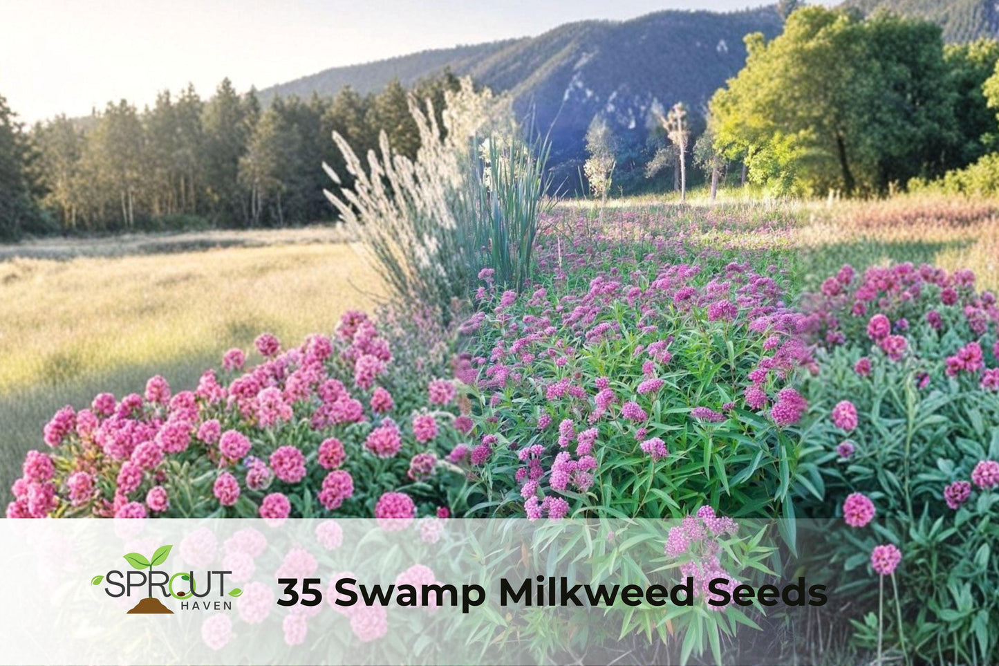 Swamp Milkweed Seeds | Asclepias incarnata | Pink Flowers | Pollinator-Friendly Perennial Plant