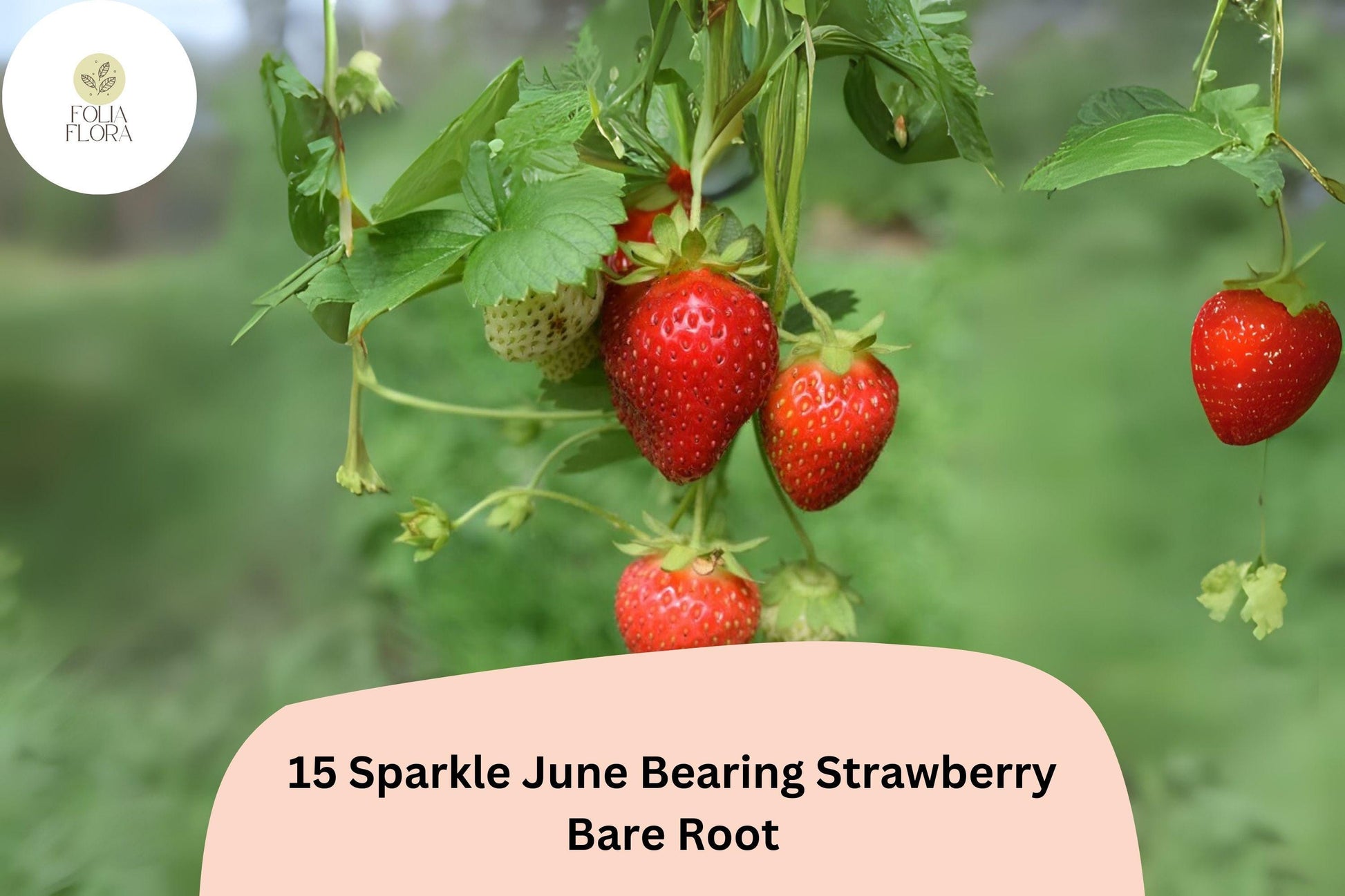 15 Live Bare Root Sparkle Strawberry Plants | June-Bearing Fragaria × ananassa Garden Fruit