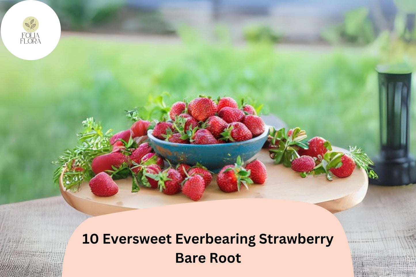 Eversweet Everbearing Strawberry Plants | Live Bare Root Fragaria × ananassa | Perennial Garden Fruit