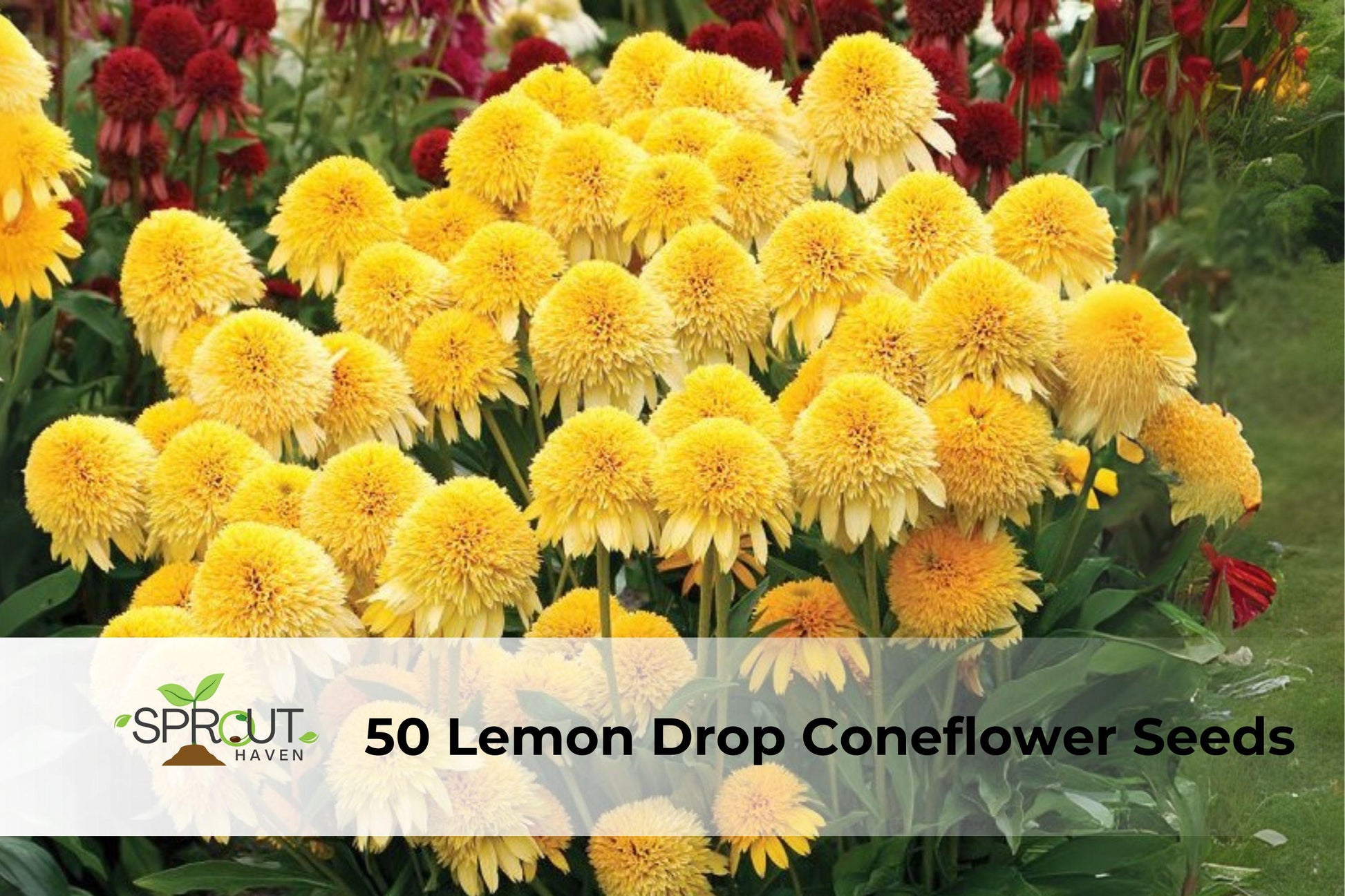 Lemon Drop Coneflower Seeds – Echinacea Hybrid, Yellow Perennial for Pollinator Gardens, Wildflower Meadows, Borders