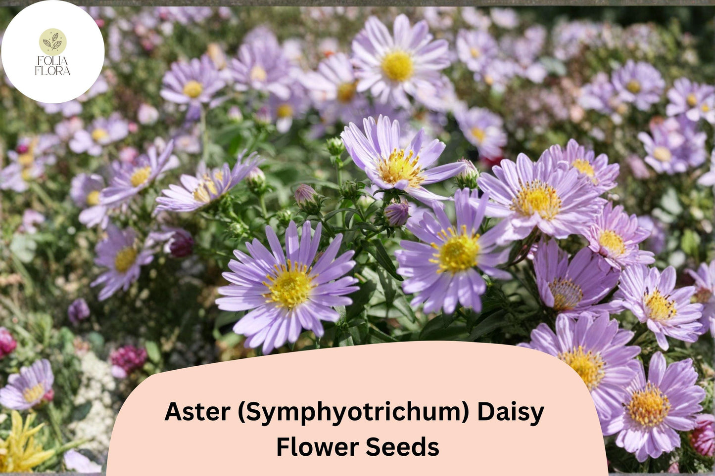 200+ Aster Daisy Seeds | Symphyotrichum novae-angliae | Perennial Garden Flowers for Borders & Pollinators