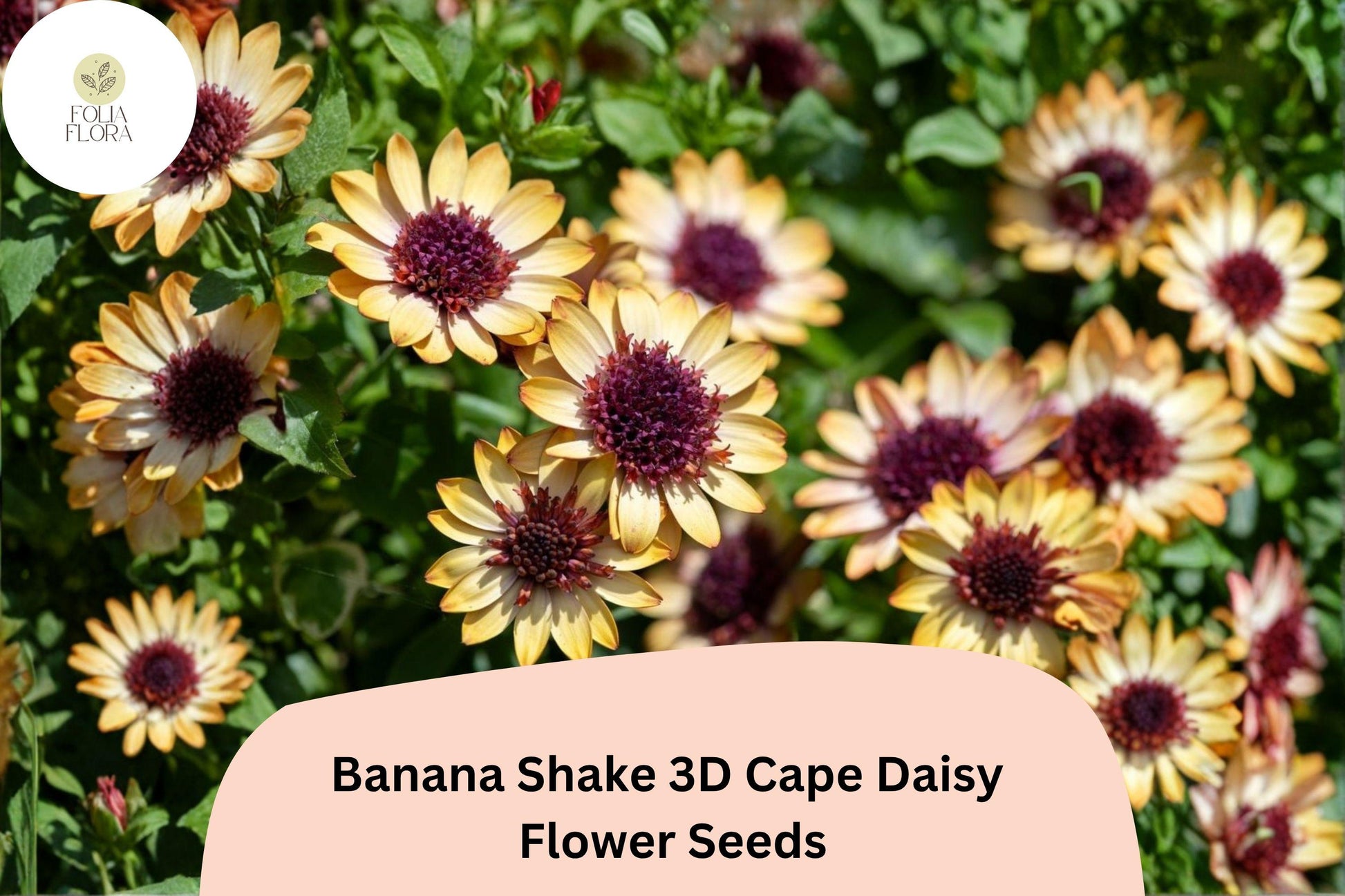 Banana Shake Cape Daisy Seeds | Creamy Yellow 3D Blooms | Osteospermum ecklonis | Pollinator-Friendly Perennial