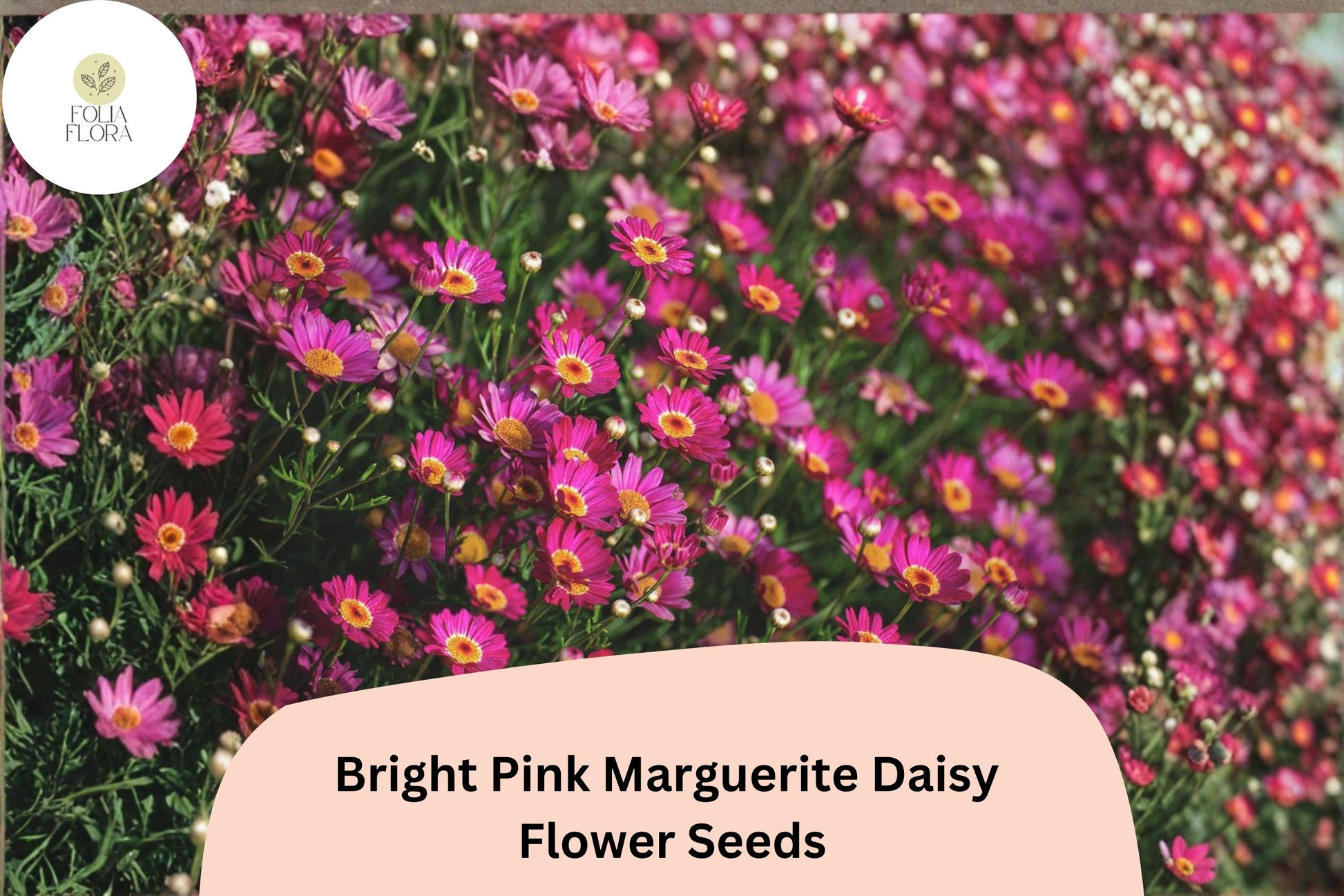 Pink Marguerite Daisy Seeds | Argyranthemum frutescens | Bright Pink Flowers for Garden Beds, Borders & Containers