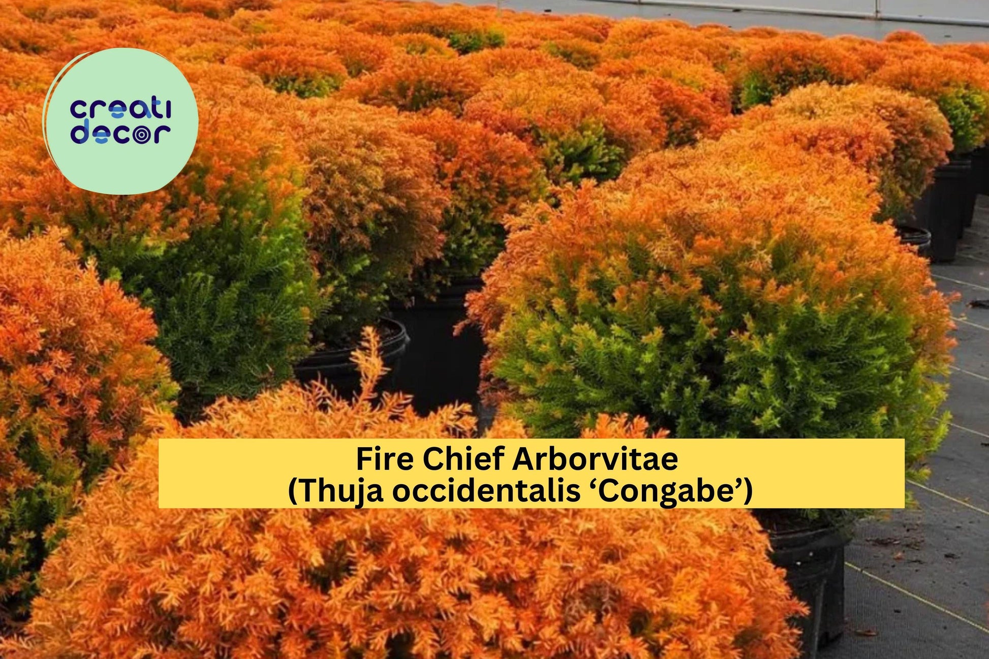 Fire Chief Arborvitae Plant | Dwarf Evergreen Shrub with Yellow-Orange-Red Fall Color | Thuja occidentalis ‘Congabe’