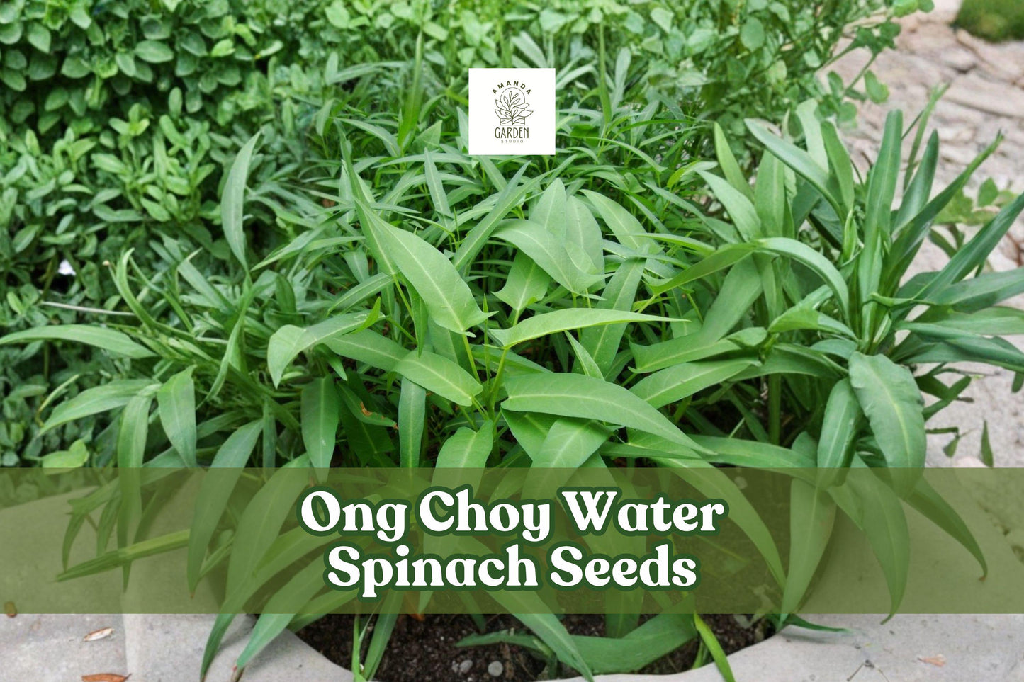 Ong Choy Seeds, 50 Non-GMO Ipomoea aquatica Water Spinach Vegetable Seeds for Stir-Fry & Salad