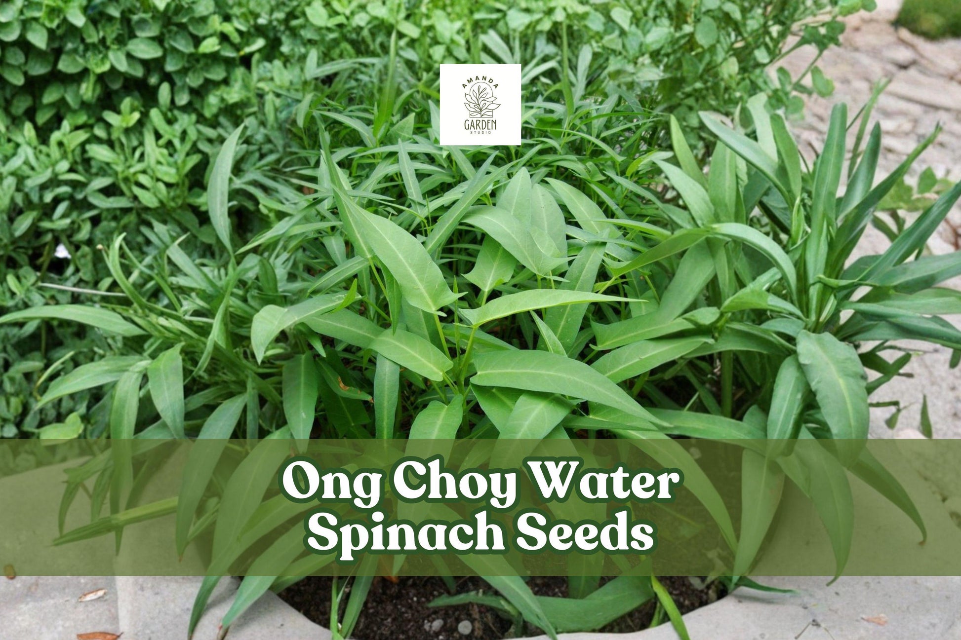Ong Choy Seeds, 50 Non-GMO Ipomoea aquatica Water Spinach Vegetable Seeds for Stir-Fry & Salad