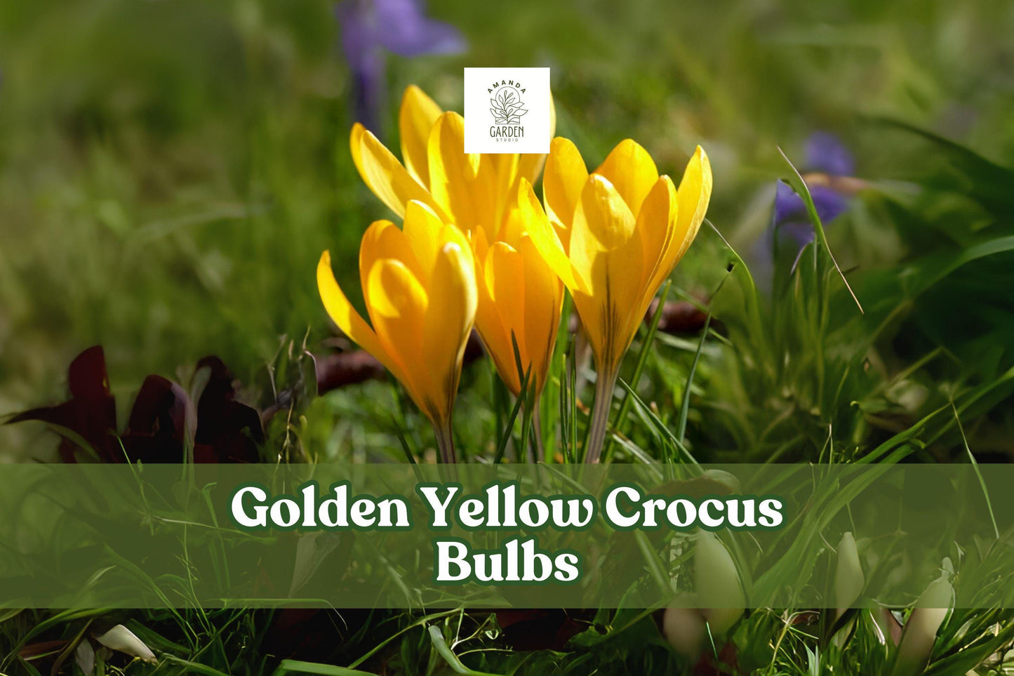 Golden Yellow Crocus Bulbs – 5 Live Corms for Early Spring Bloom, Hardy Perennial, Crocus vernus ‘Golden Yellow’